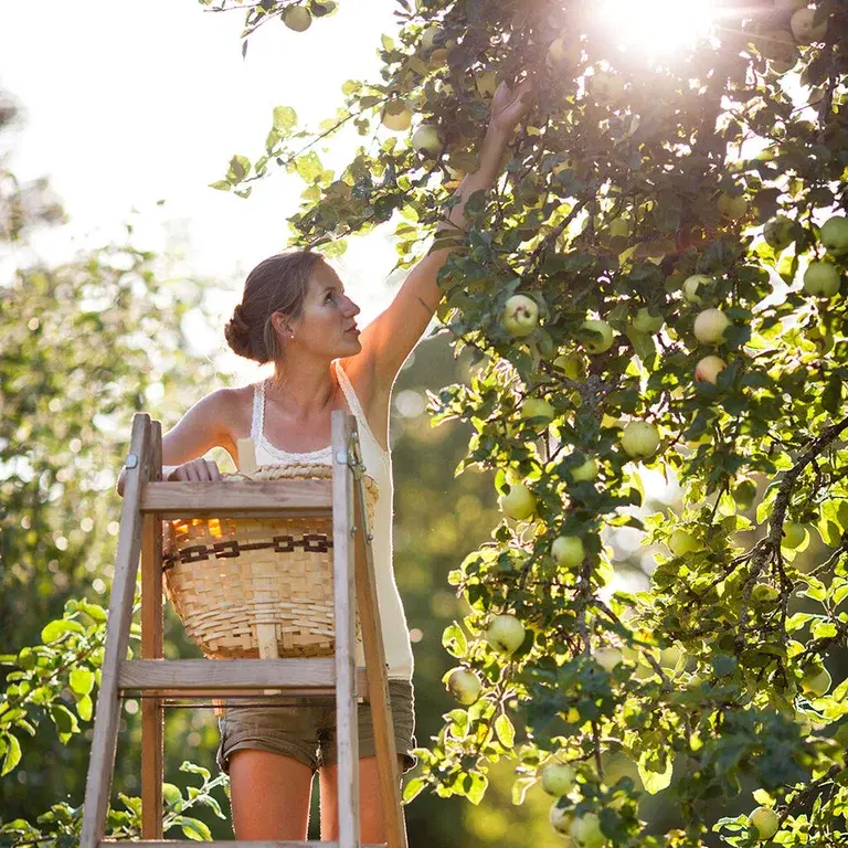 Äppelträd – plantering och skötsel