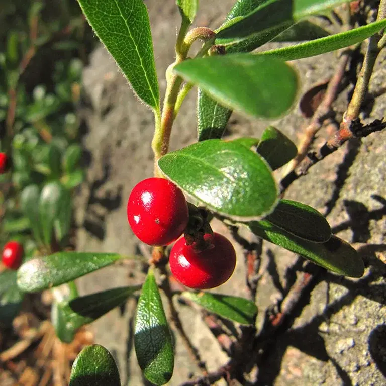 Lingon – odla dina egna