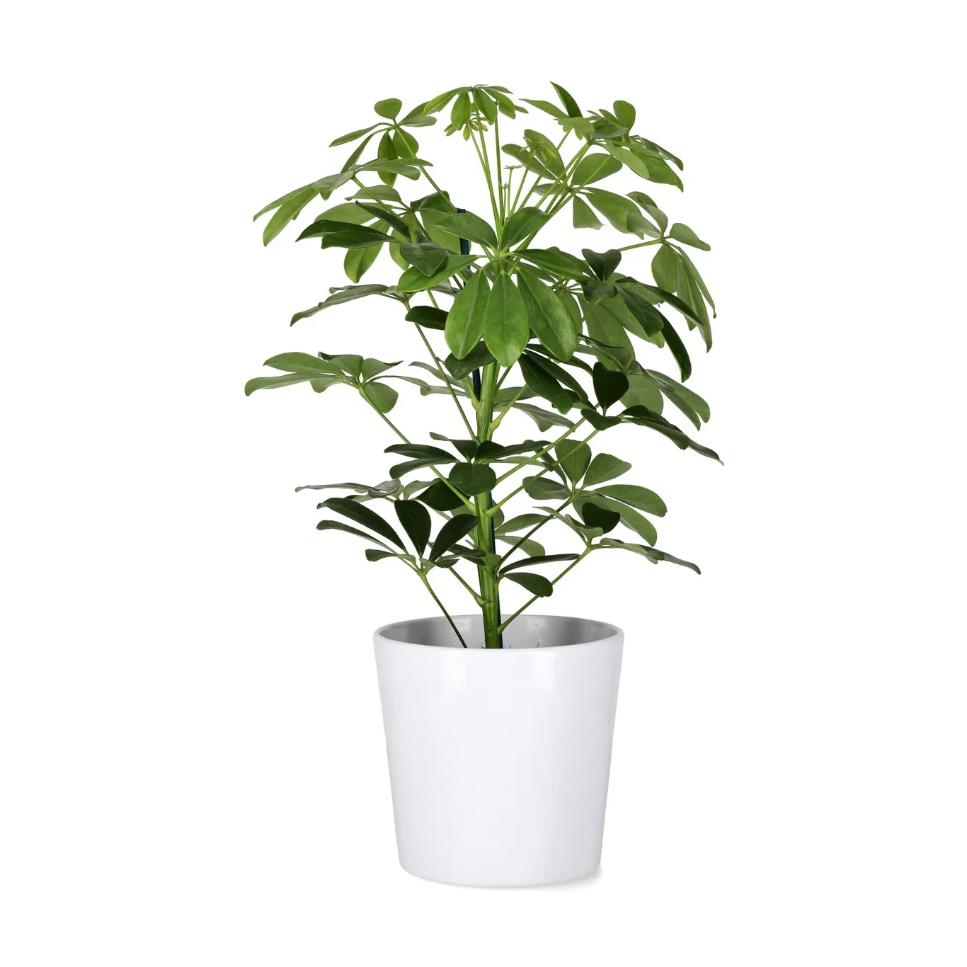 Harmoni pot D16 white