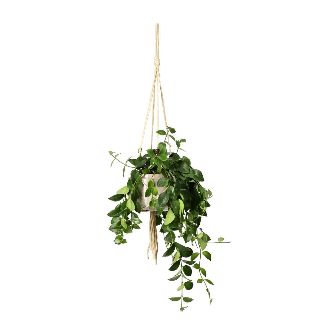 Ampoule Rope