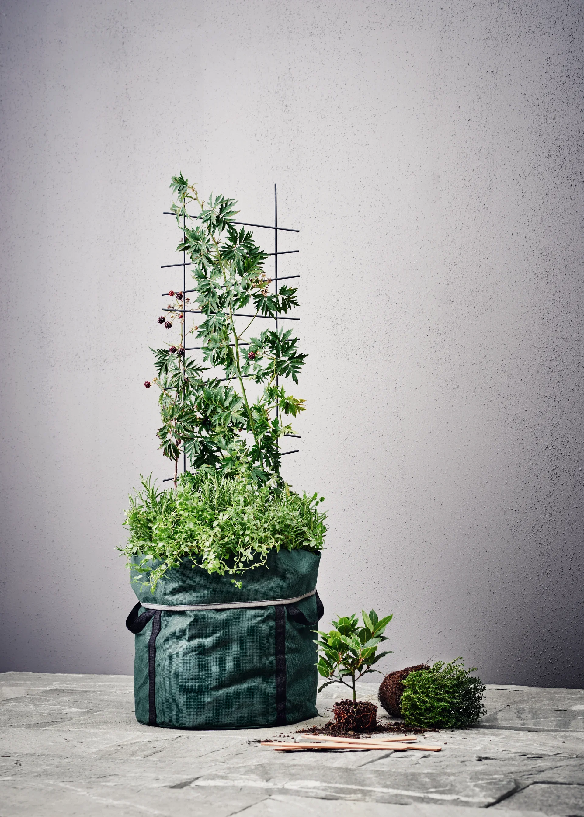 Ortus Trellis 58 Straight