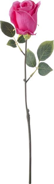 Rose cut flower H45 pink