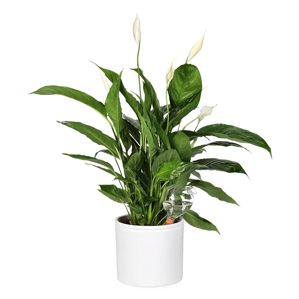 Glass plant watering globe 300