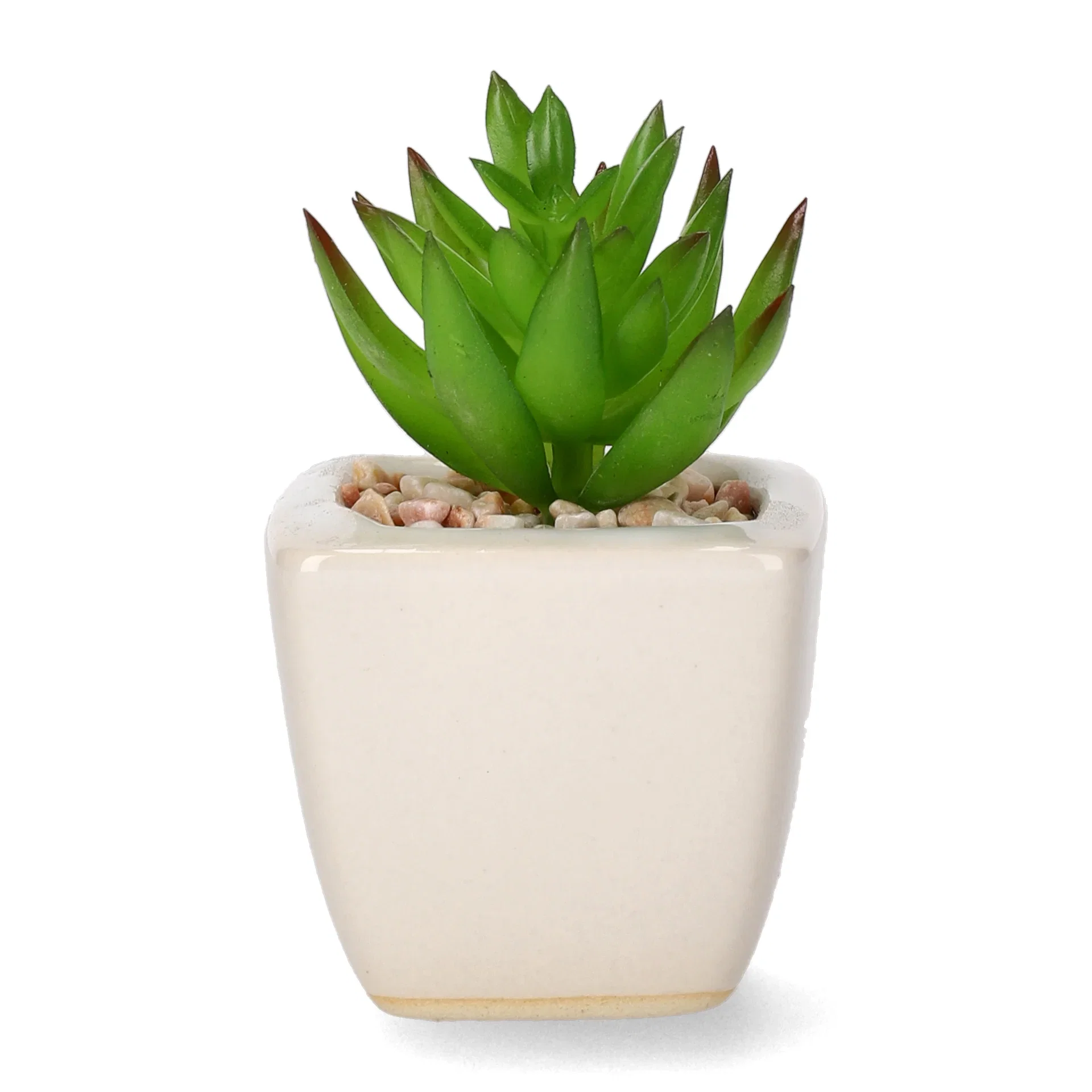 Mini cactus 12ass green