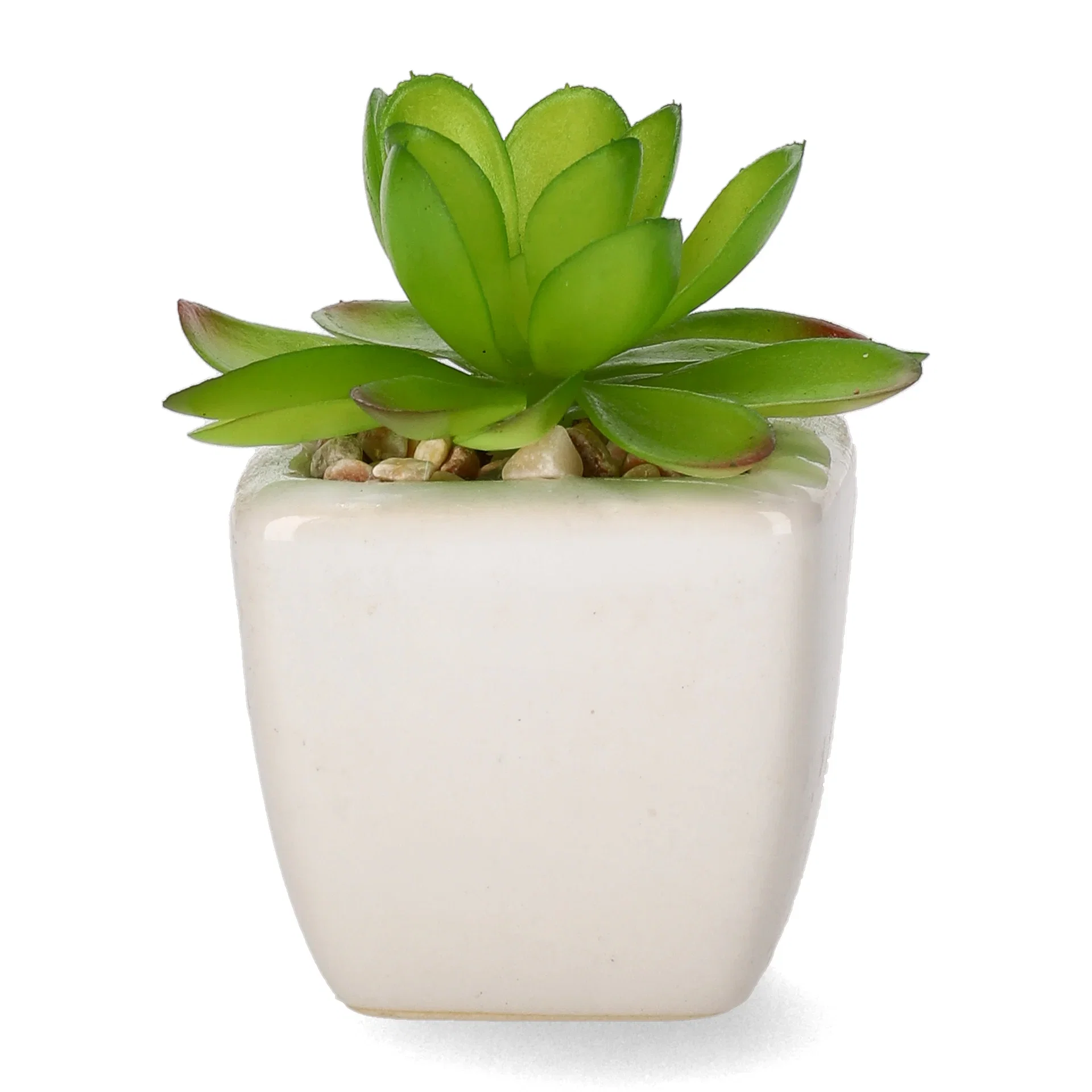 Mini cactus 12ass green