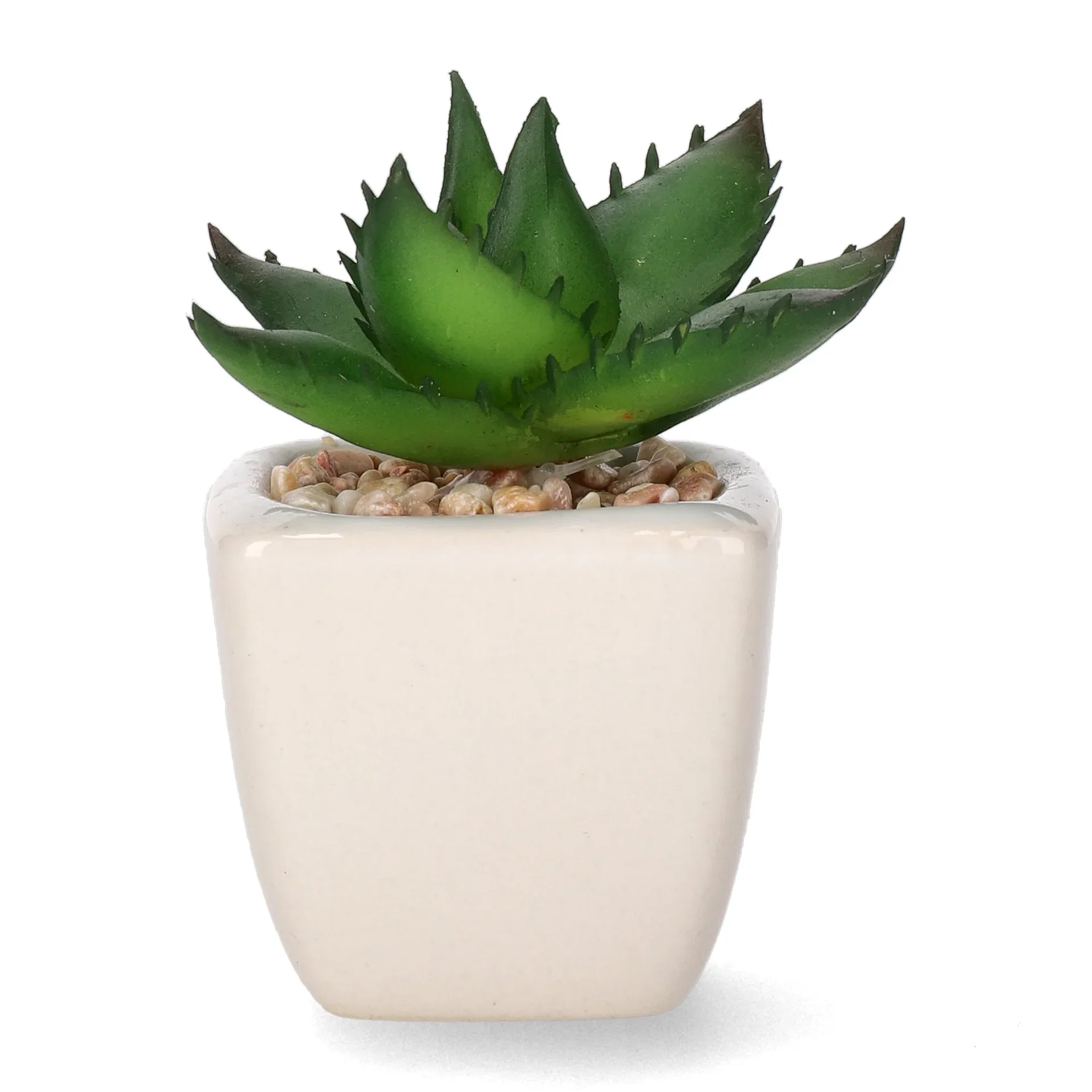 Mini cactus 12ass green