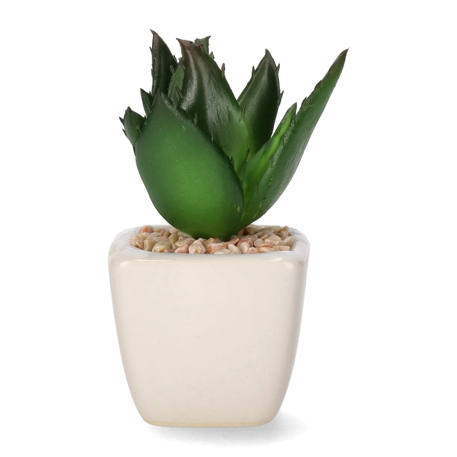 Mini cactus 12ass green