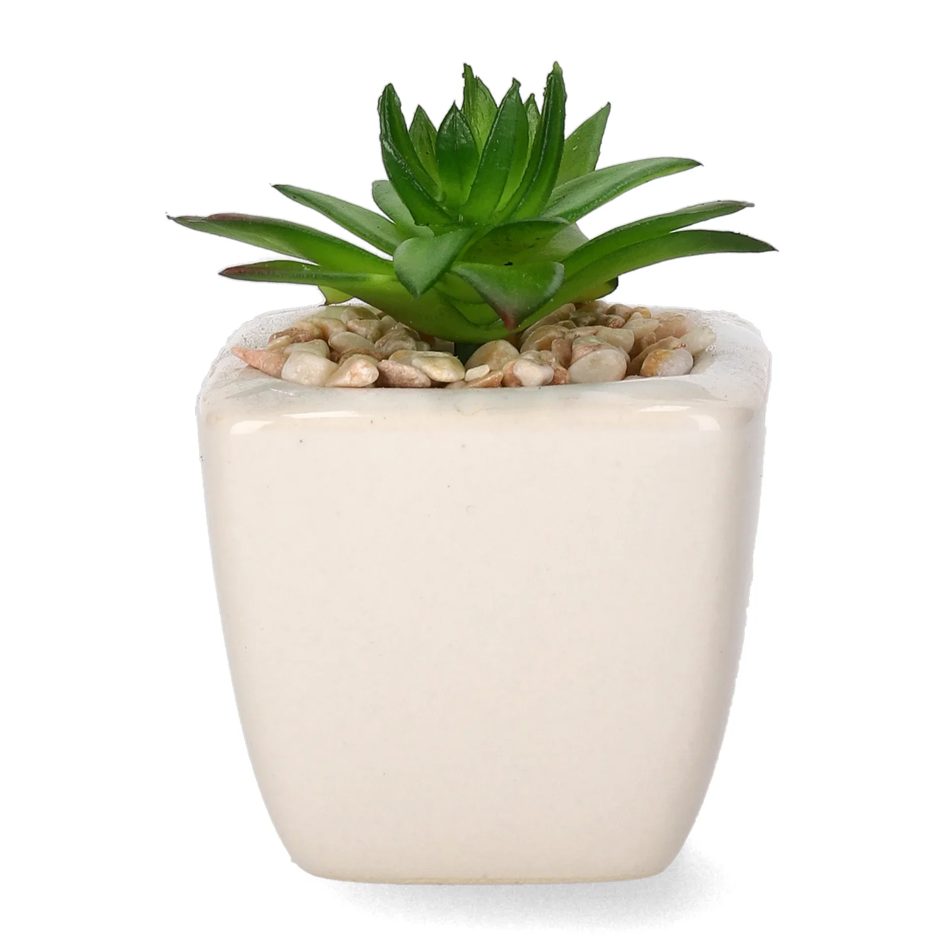 Mini cactus 12ass green