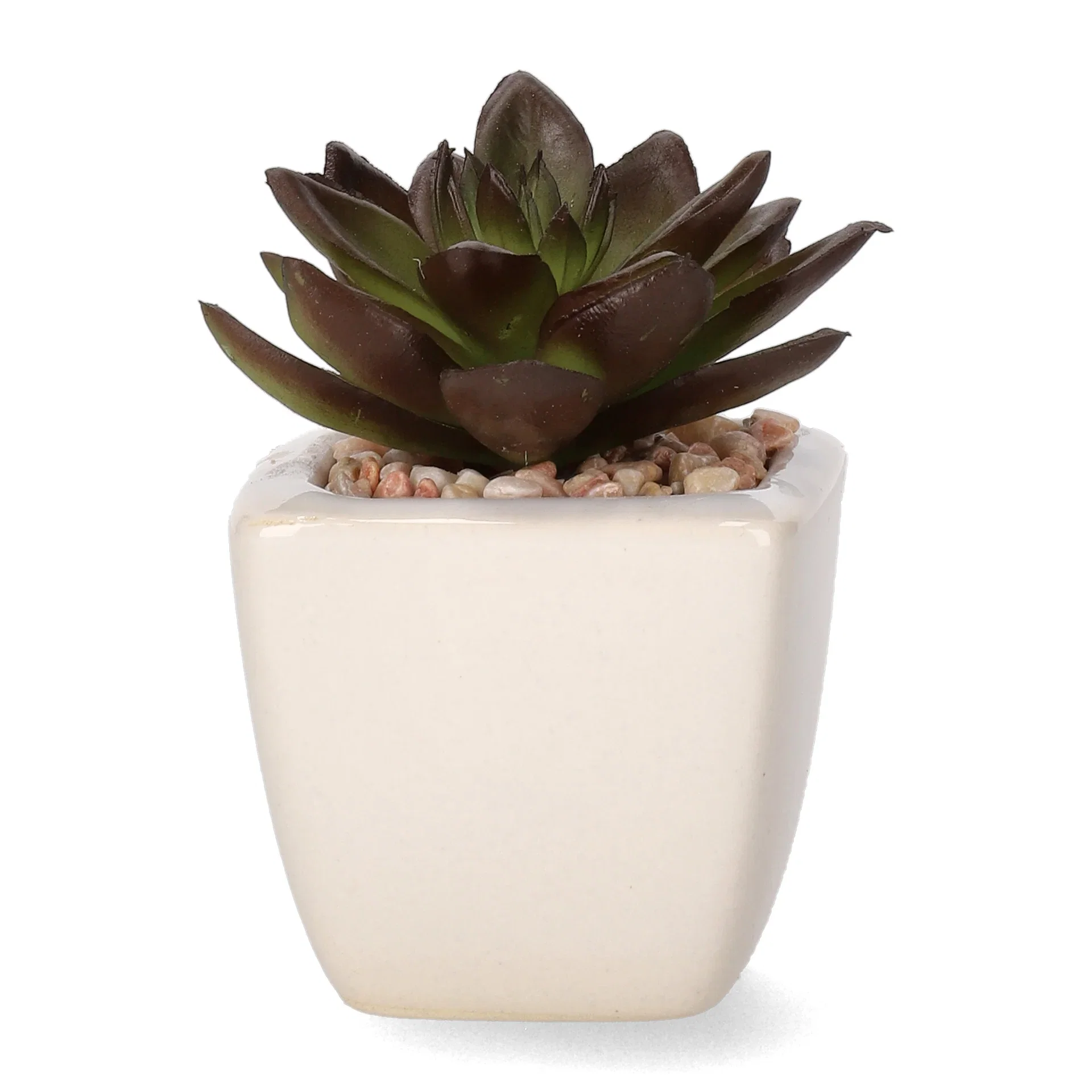 Mini cactus 12ass green