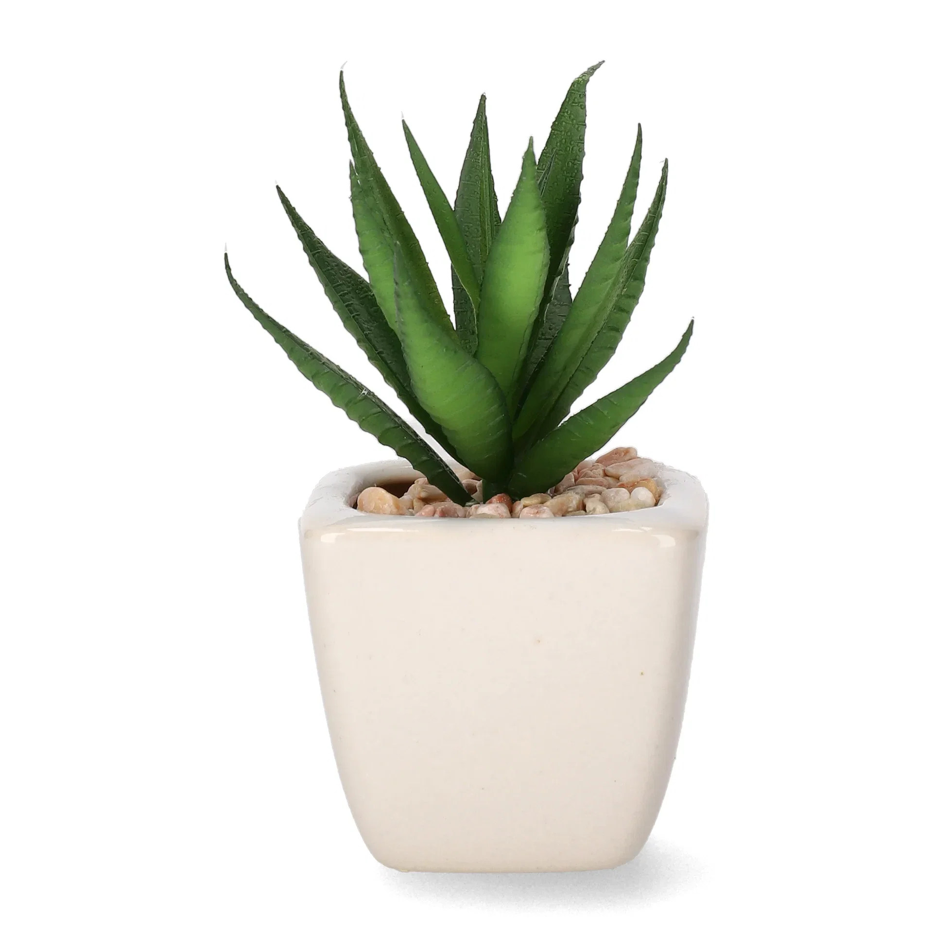 Mini cactus 12ass green