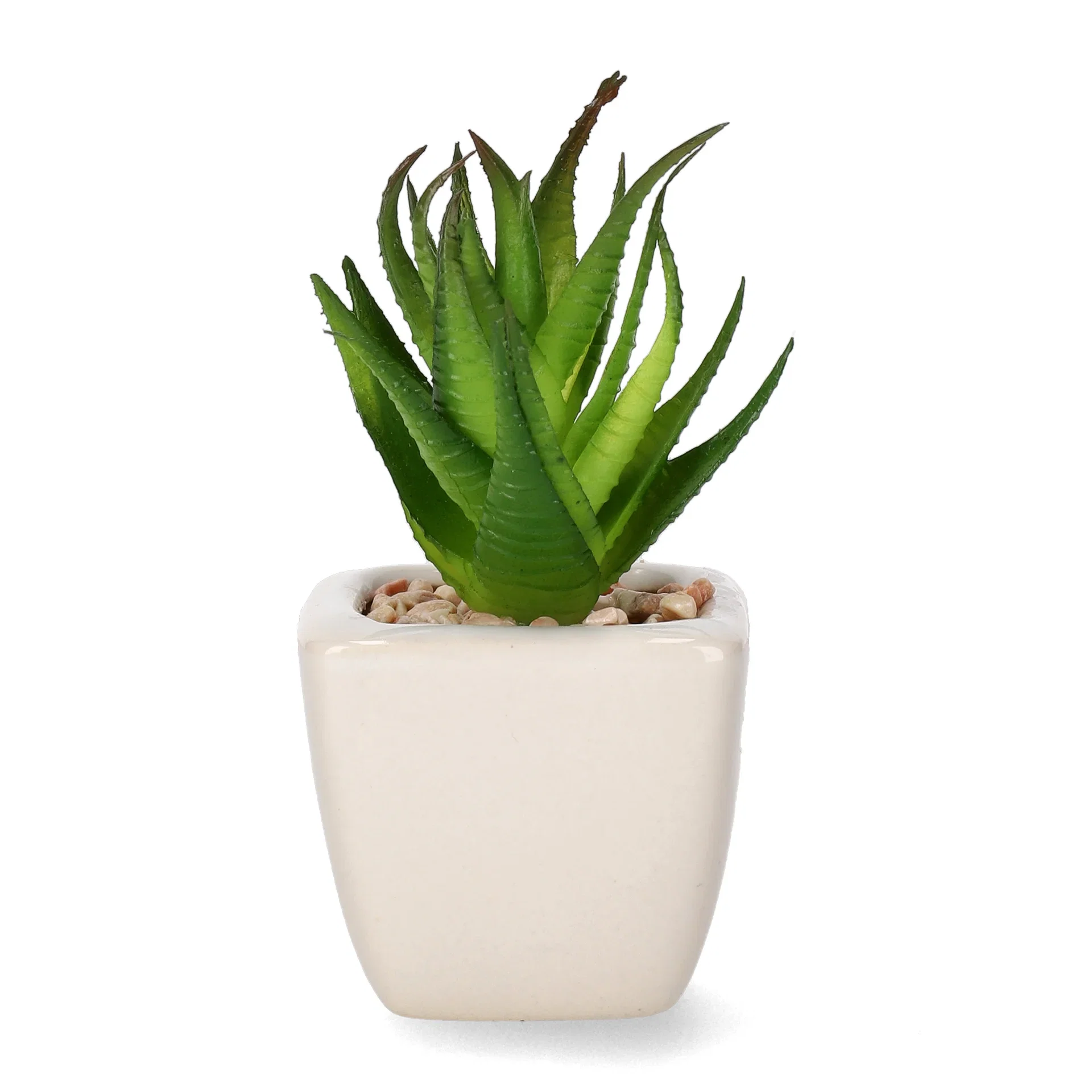 Mini cactus 12ass green