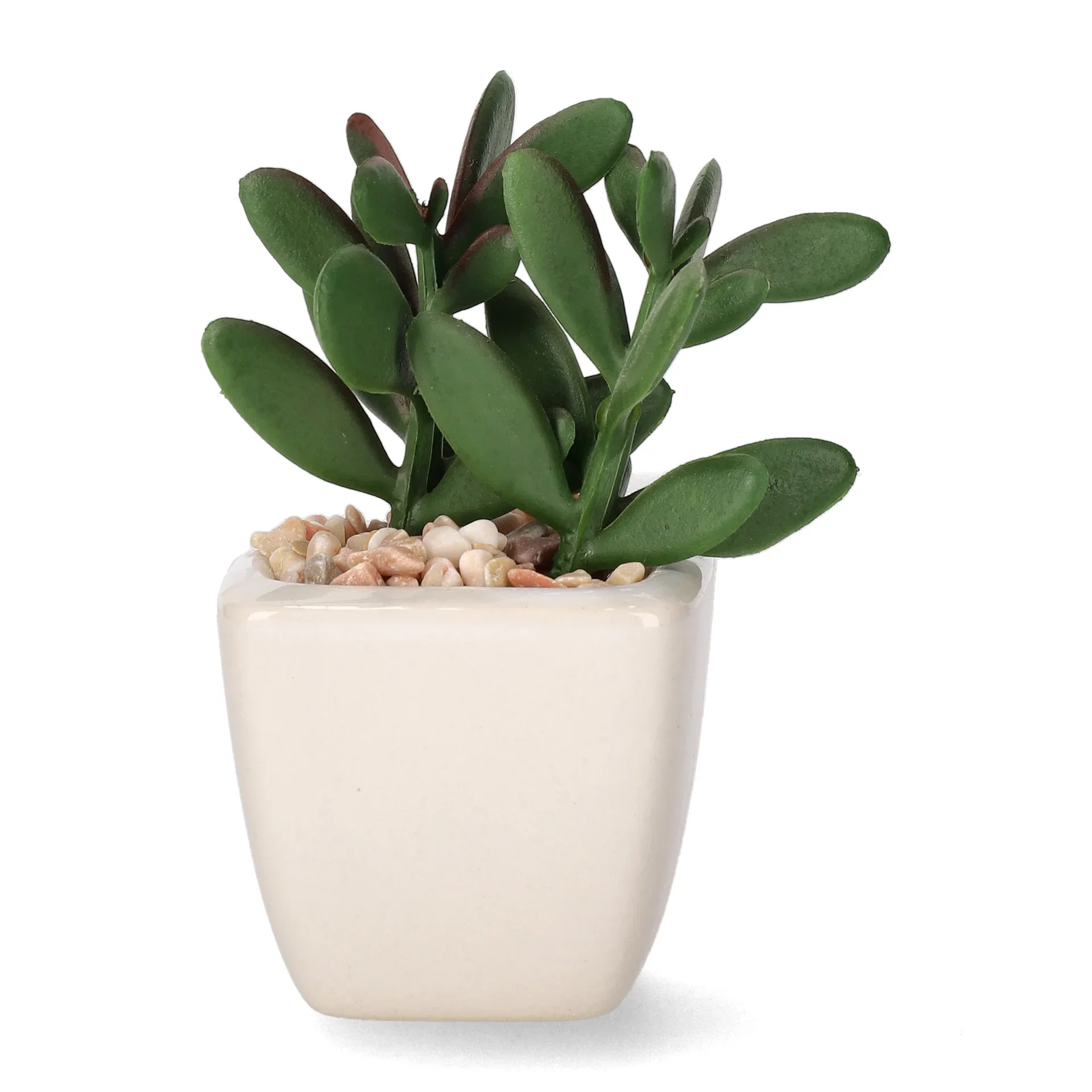 Mini cactus 12ass green