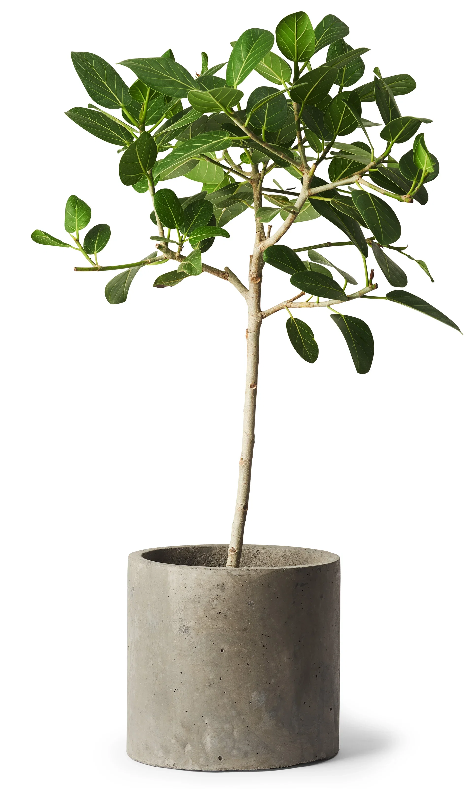 Roy pot D29 grey