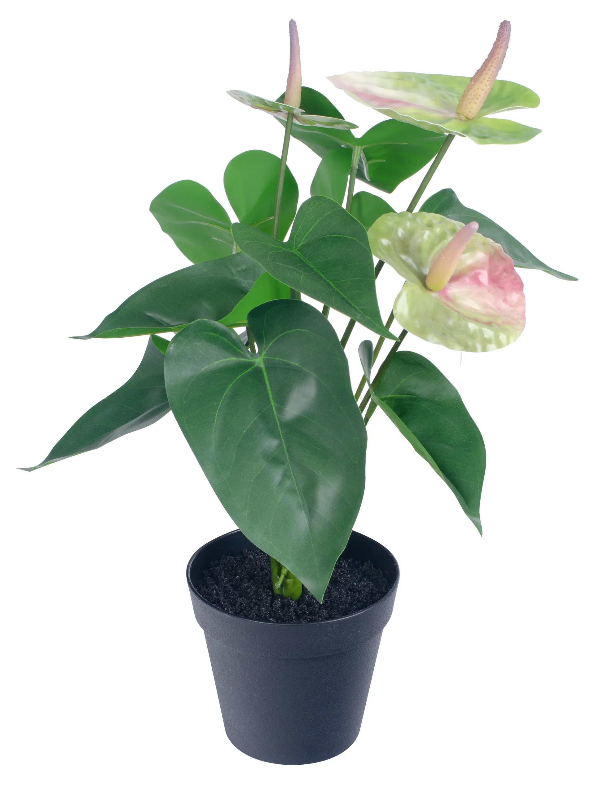 Anthurium in pot H42 green