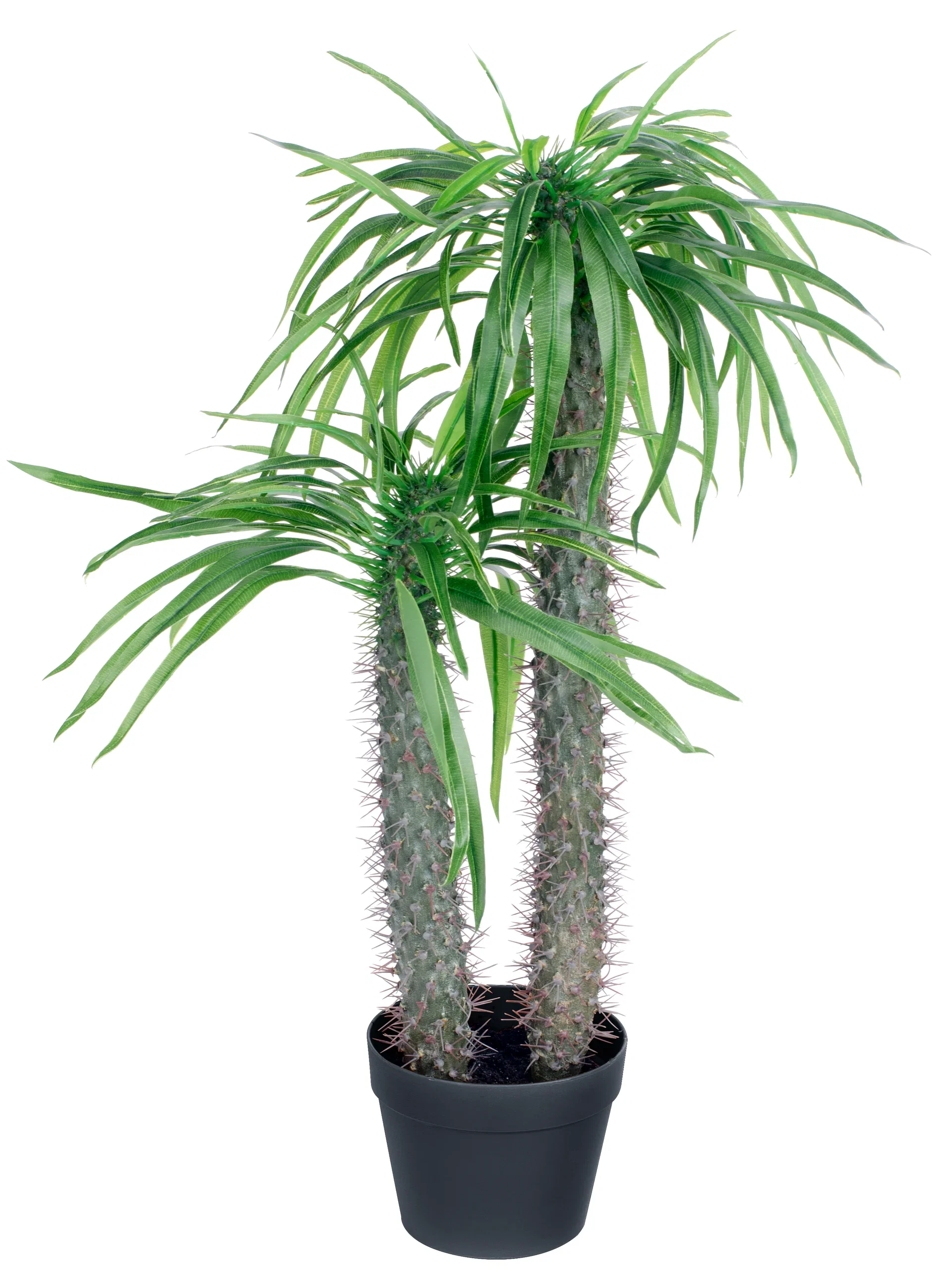 Ökenstjärna konstgjord