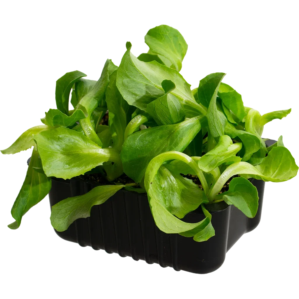 Isbergssallat 'Calgary'