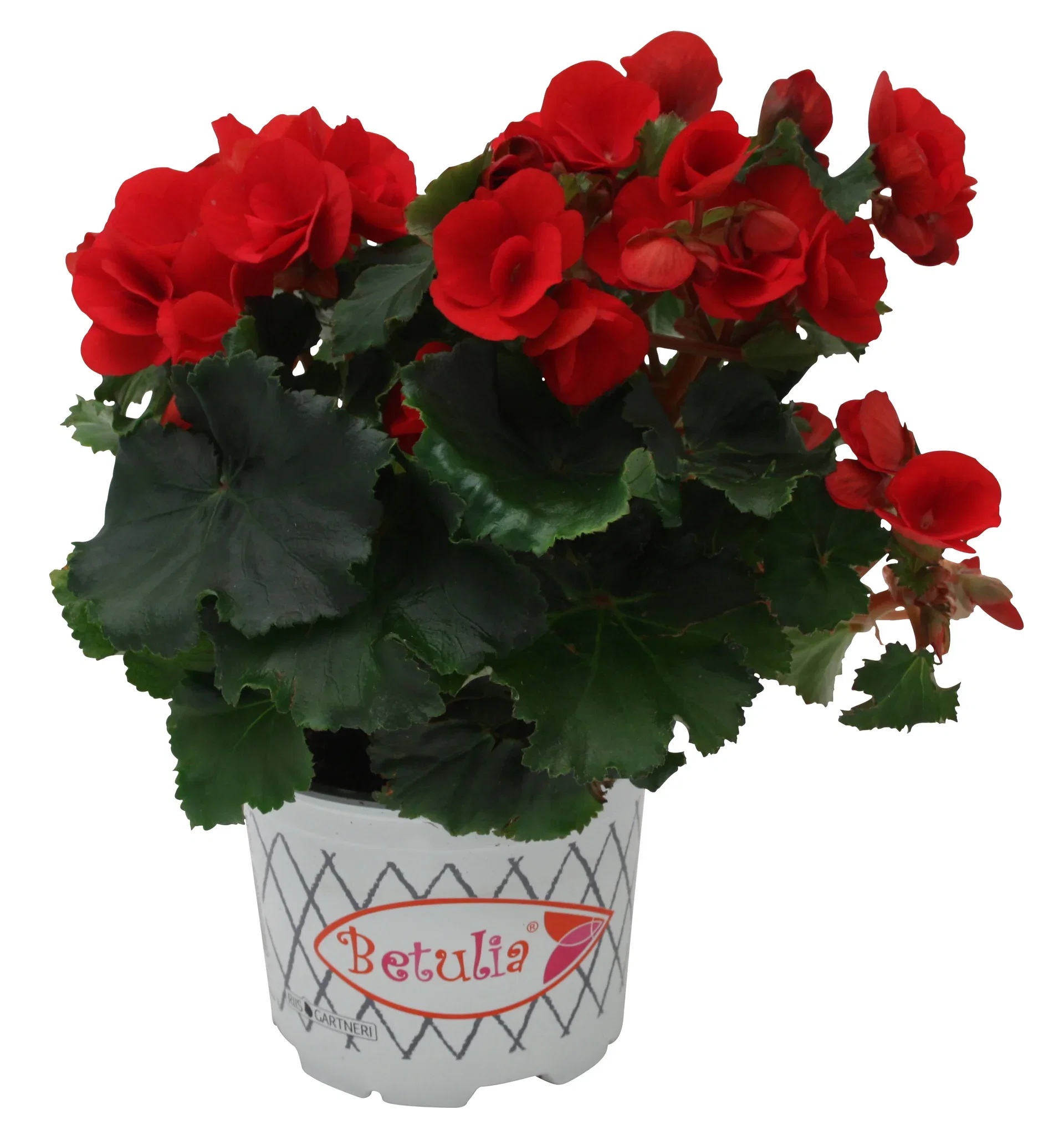 Begonia 'Betulia' Red 12 cm