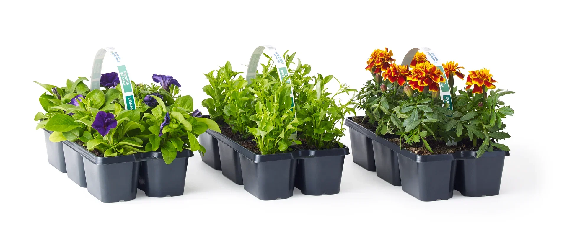 Lobelia upright Blue 6-pack
