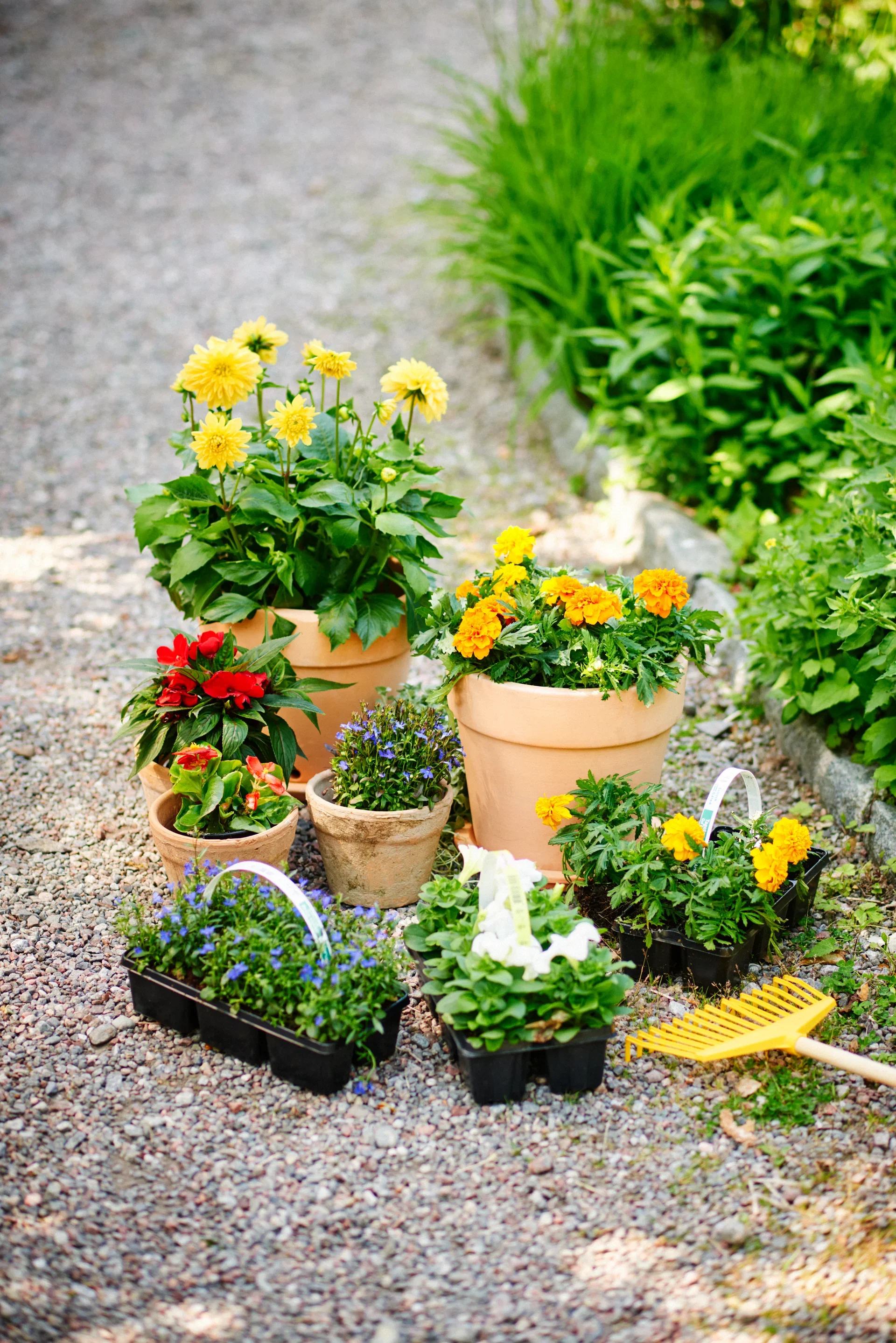Lobelia upright Blue 6-pack