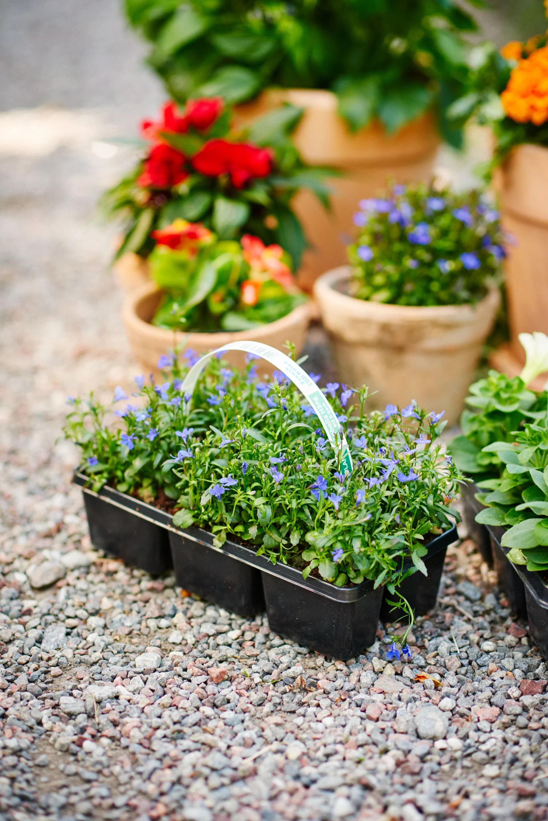 Lobelia upright Blue 6-pack