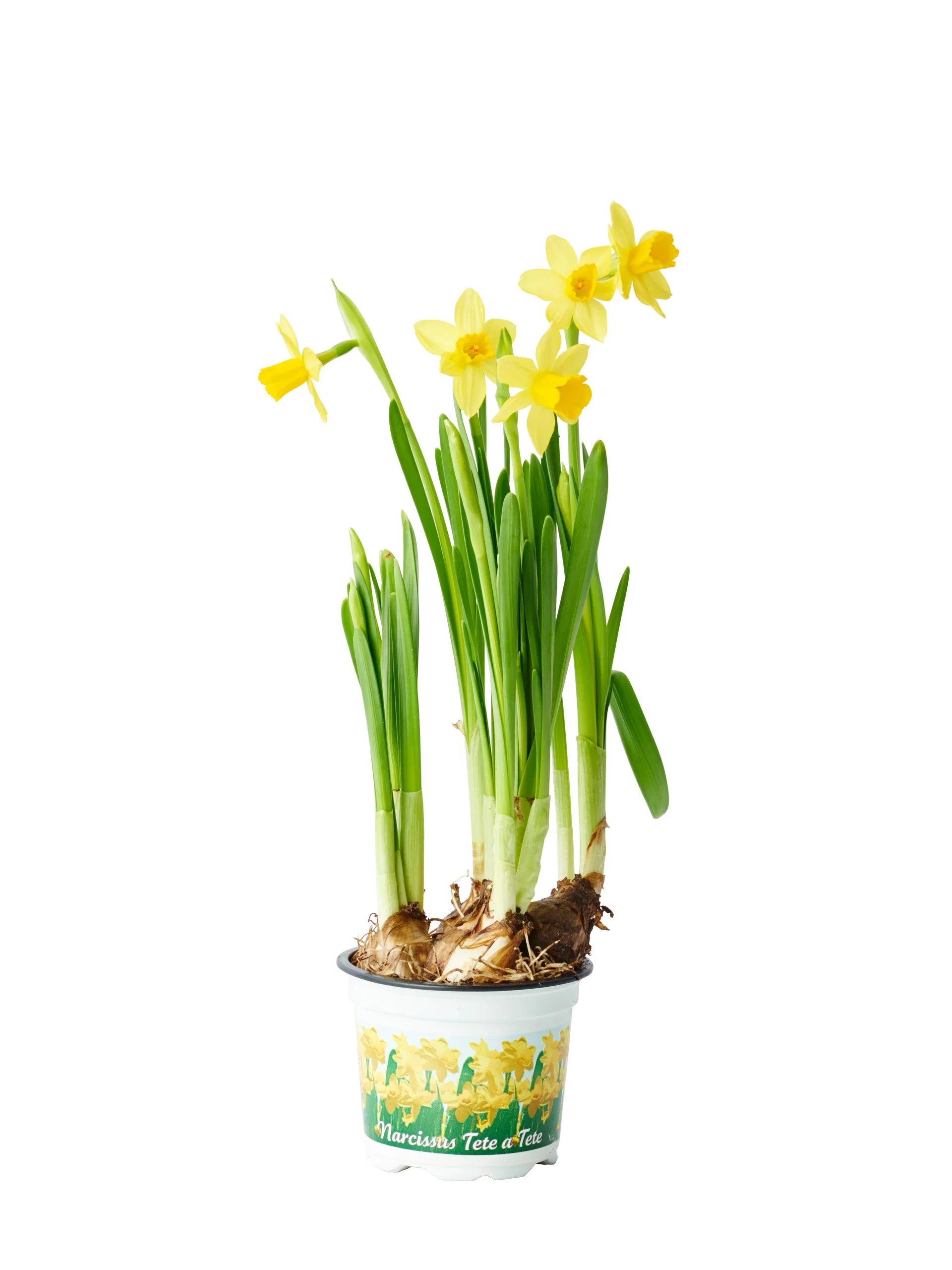 Narcissus 'Tete a Tete' 9 cm