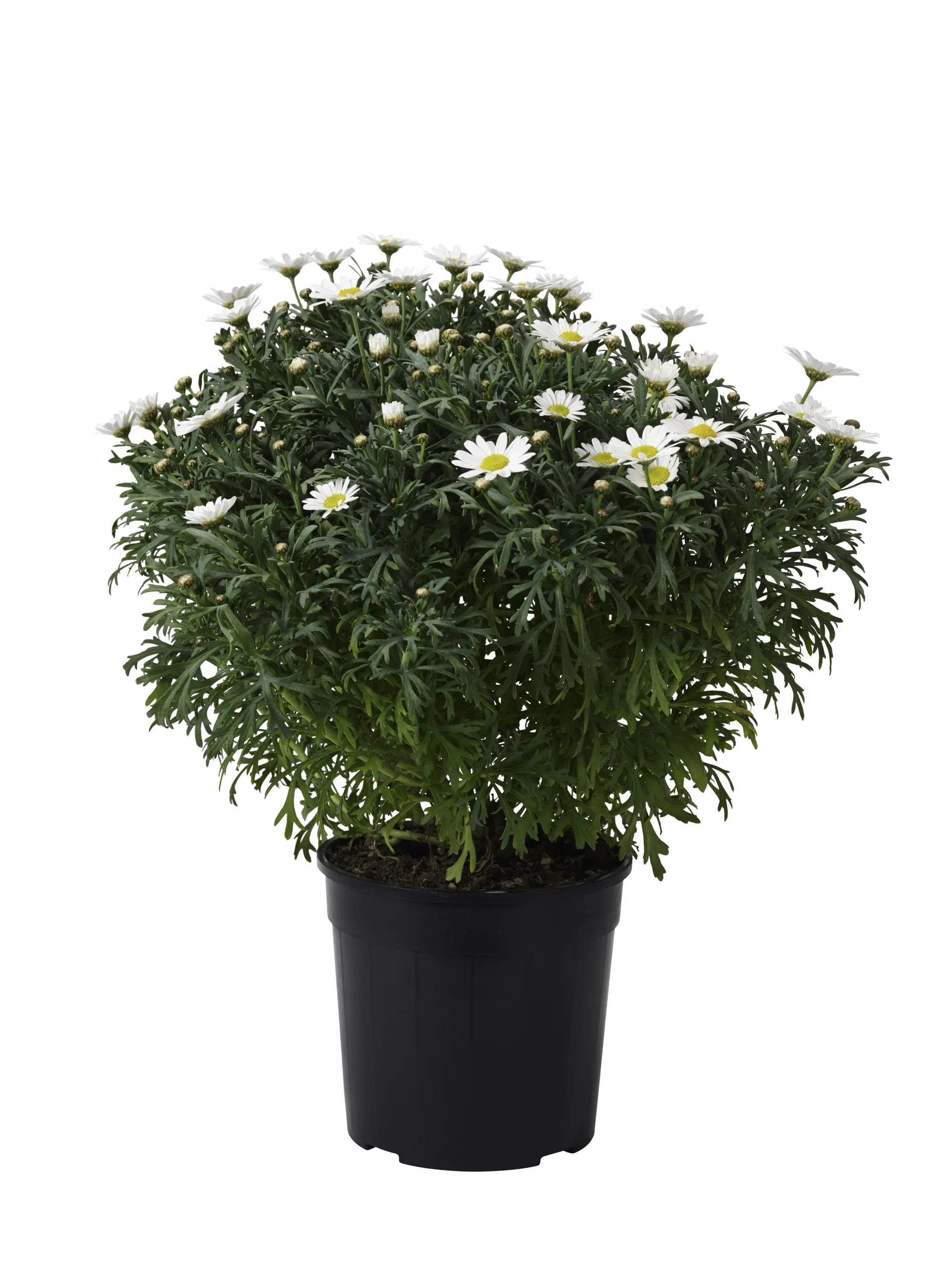 Argyranthemum White 19 cm