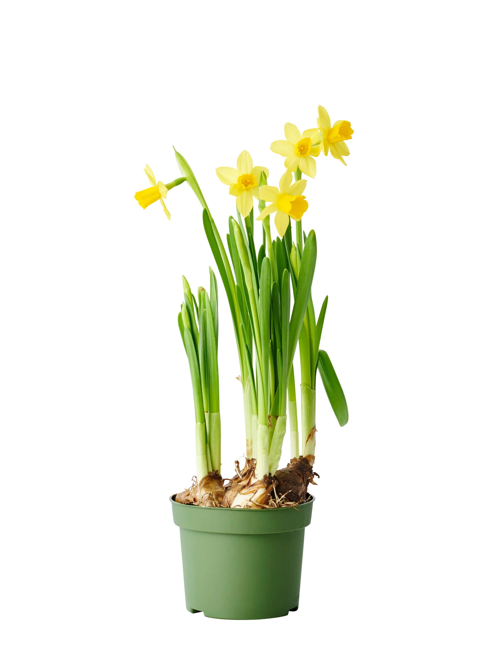 Narcissus 'Tete a Tete' 9 cm