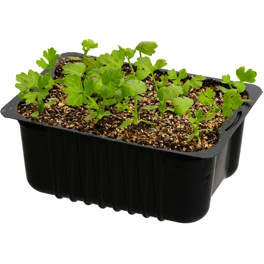 Apium Stangselleri box 14 cm