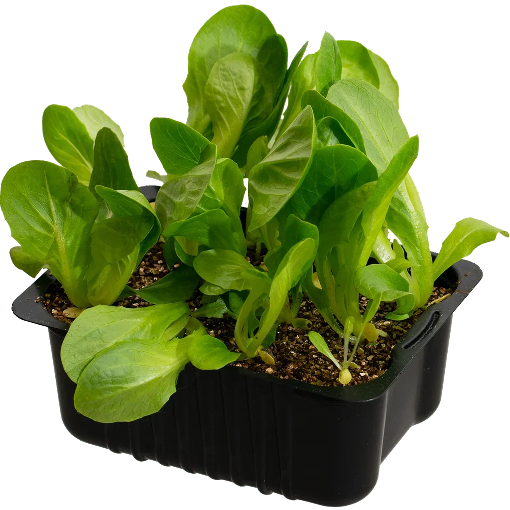 Lactusa 'Romaine' box 14 cm