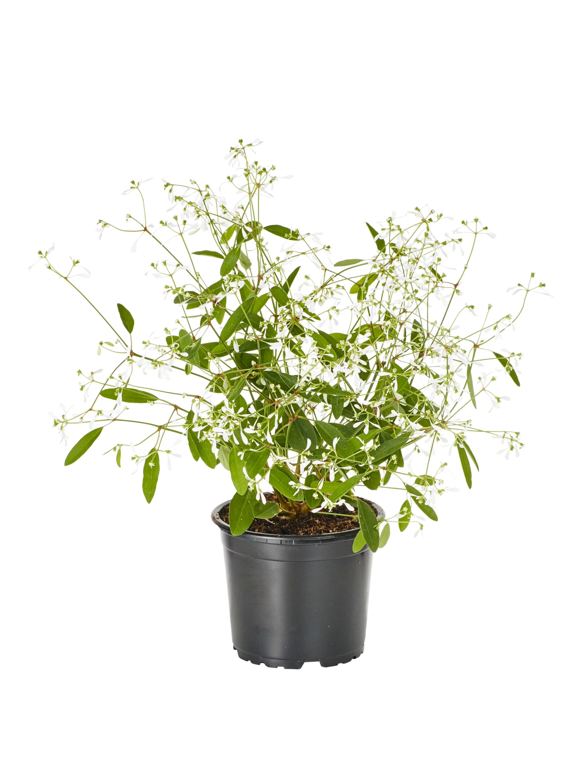 Snötörel 'Star Dust'