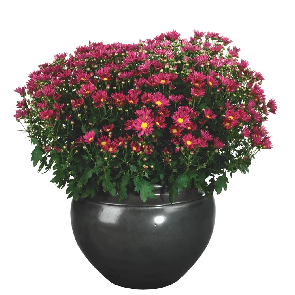 Chrysanthemum ind.  Purple 19 cm