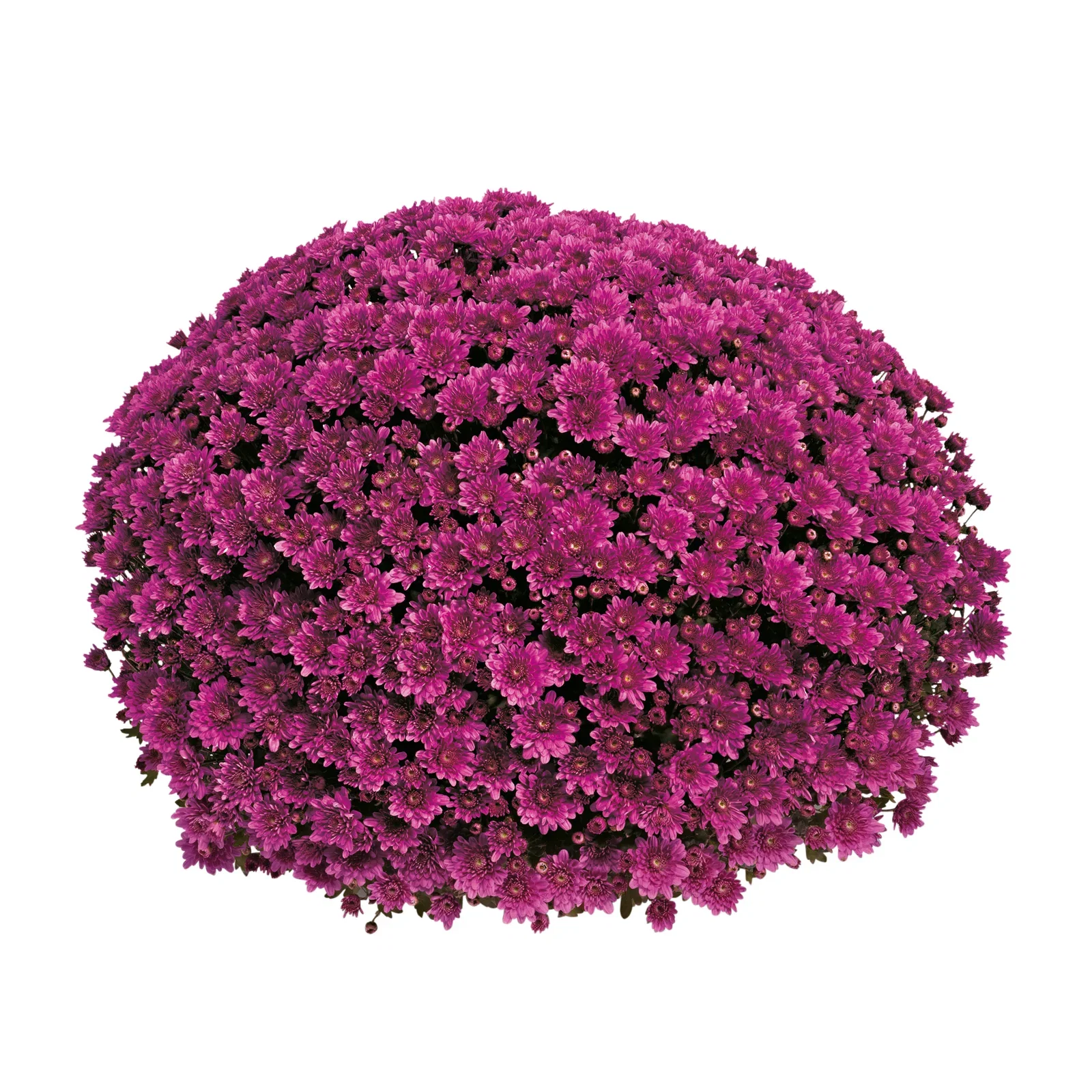 Chrysanthemum ind.  Purple 19 cm