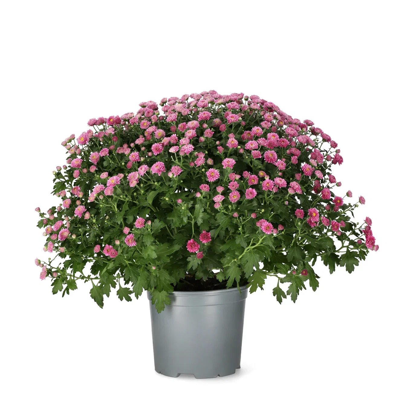 Chrysanthemum ind.  Purple 19 cm
