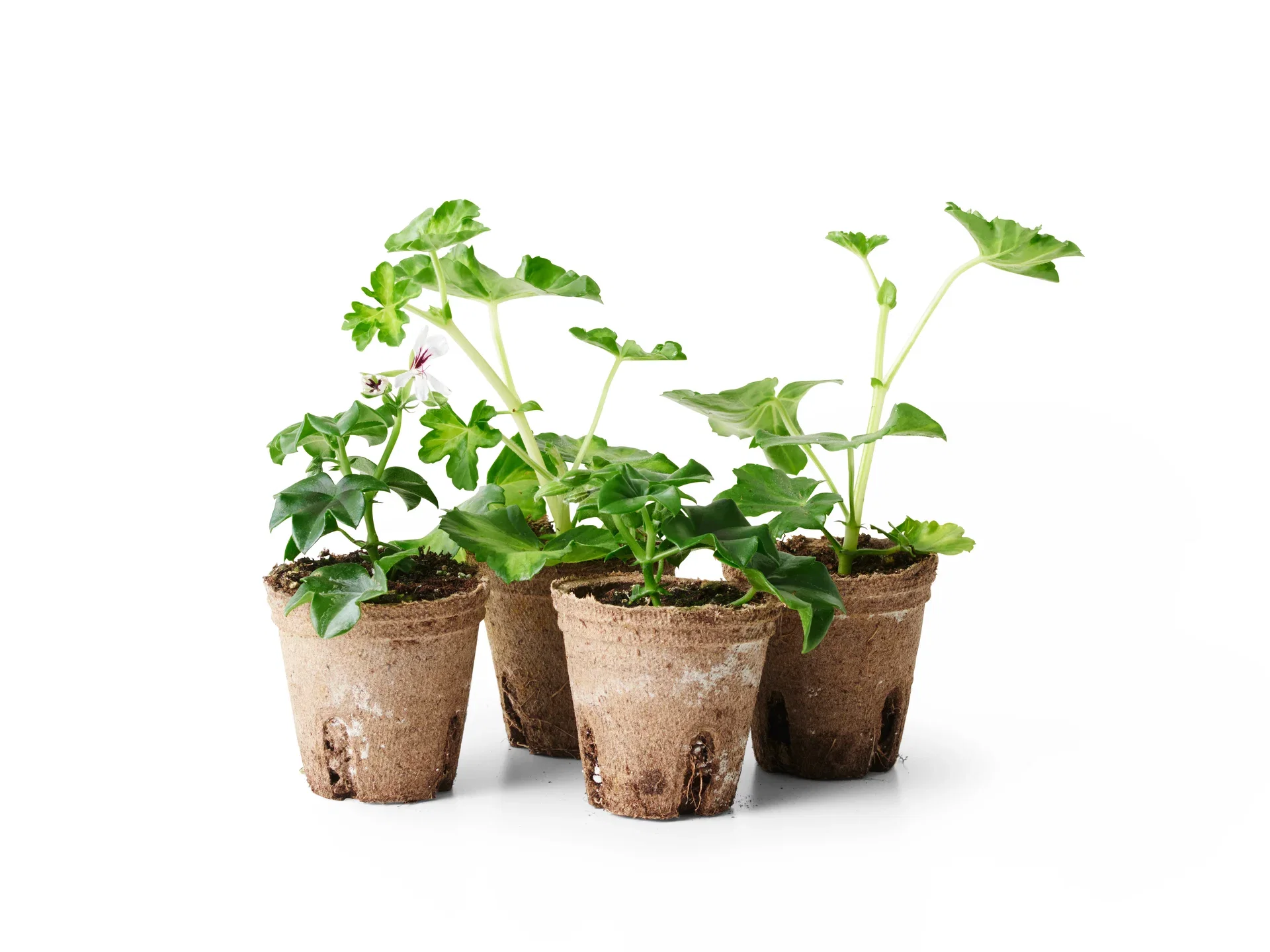 Hängpelargon stickling