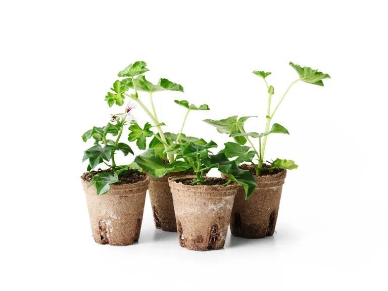 Hängpelargon stickling