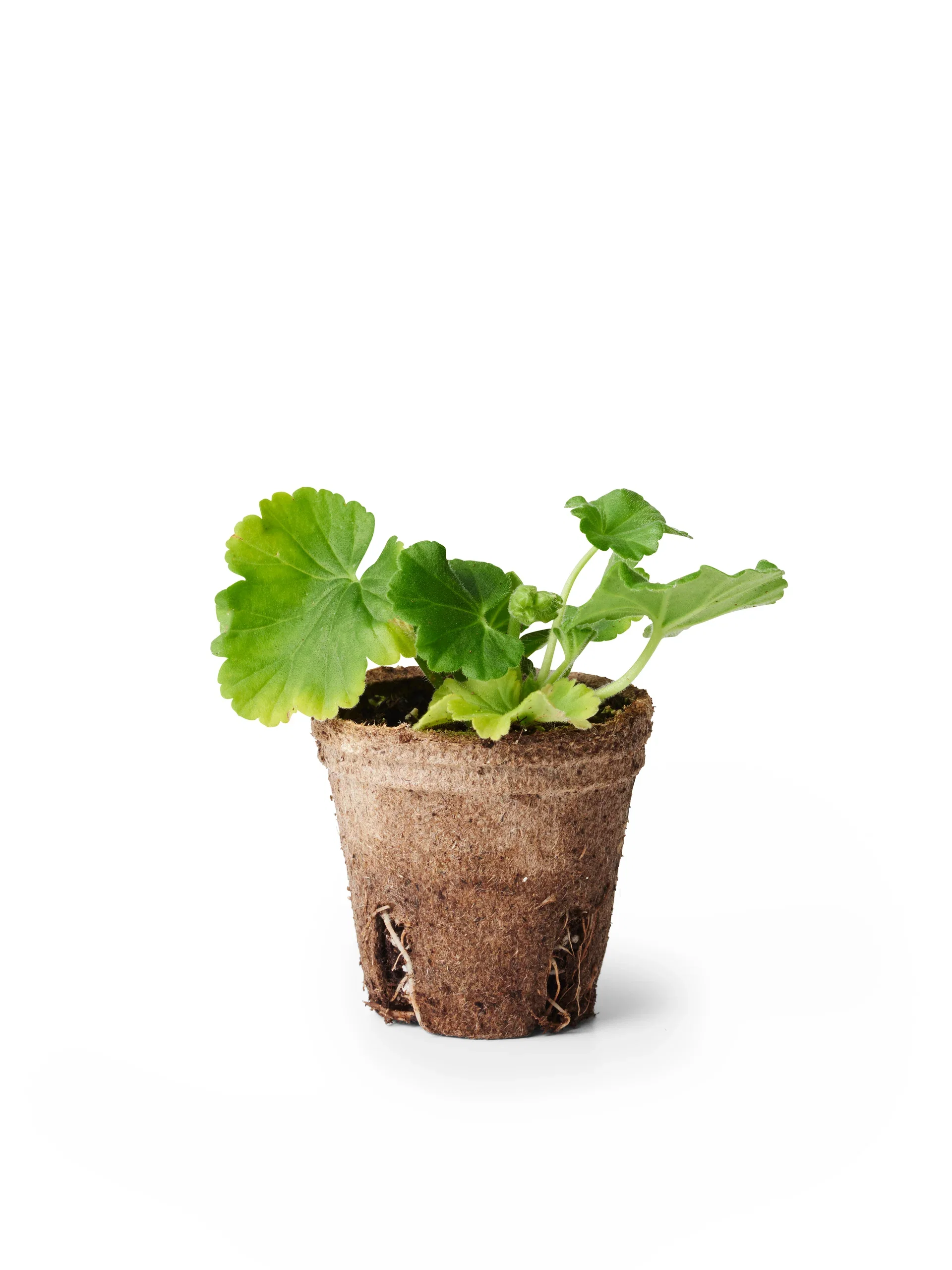 Zonalpelargon stickling