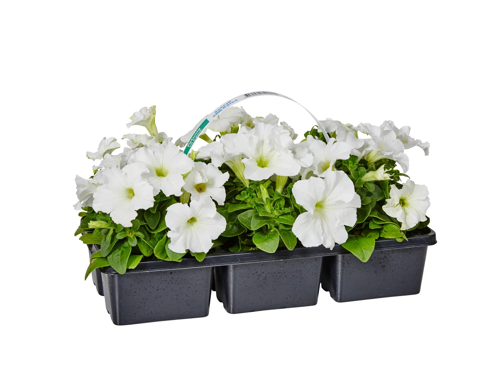 Petunia