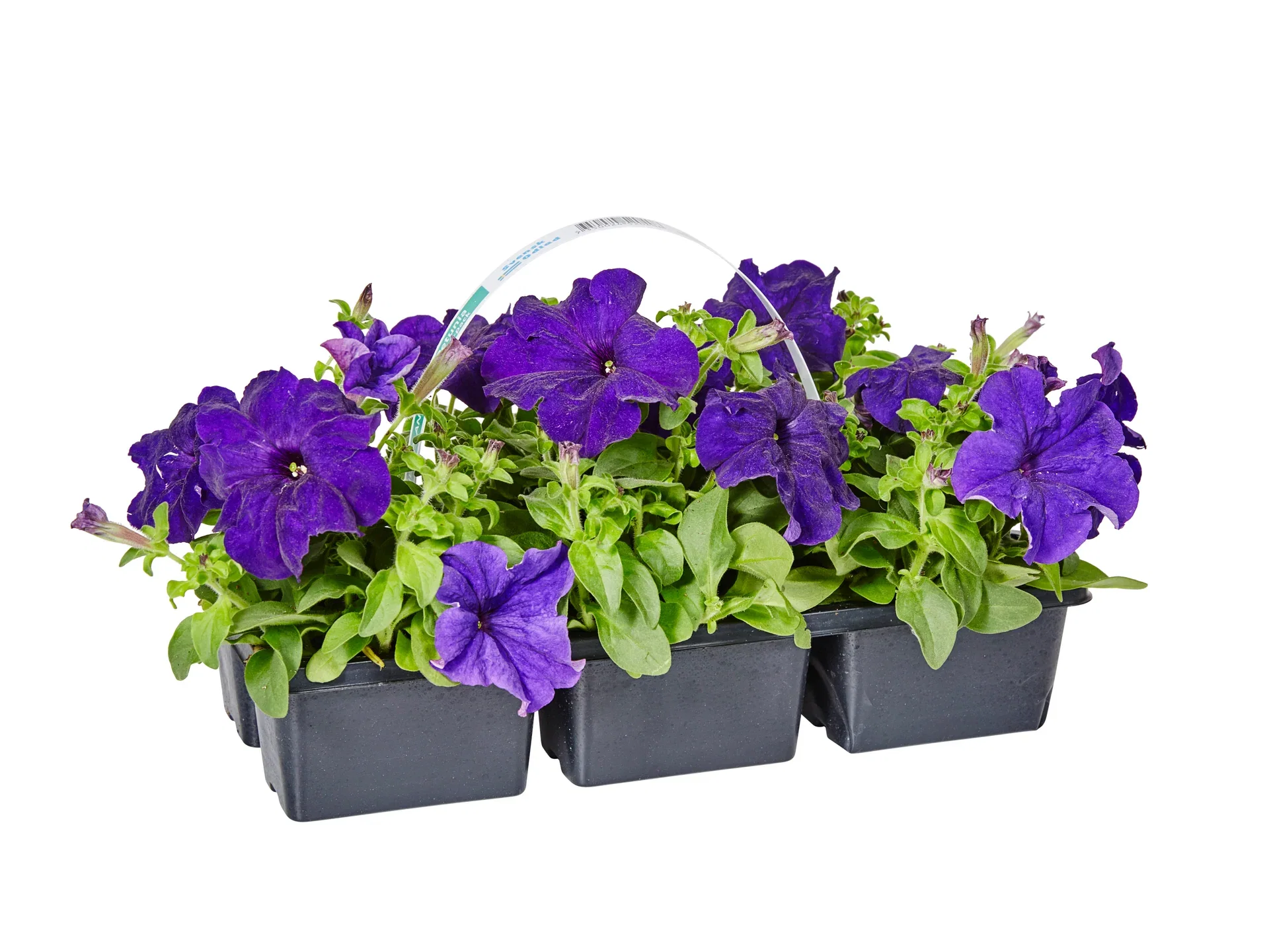 Petunia