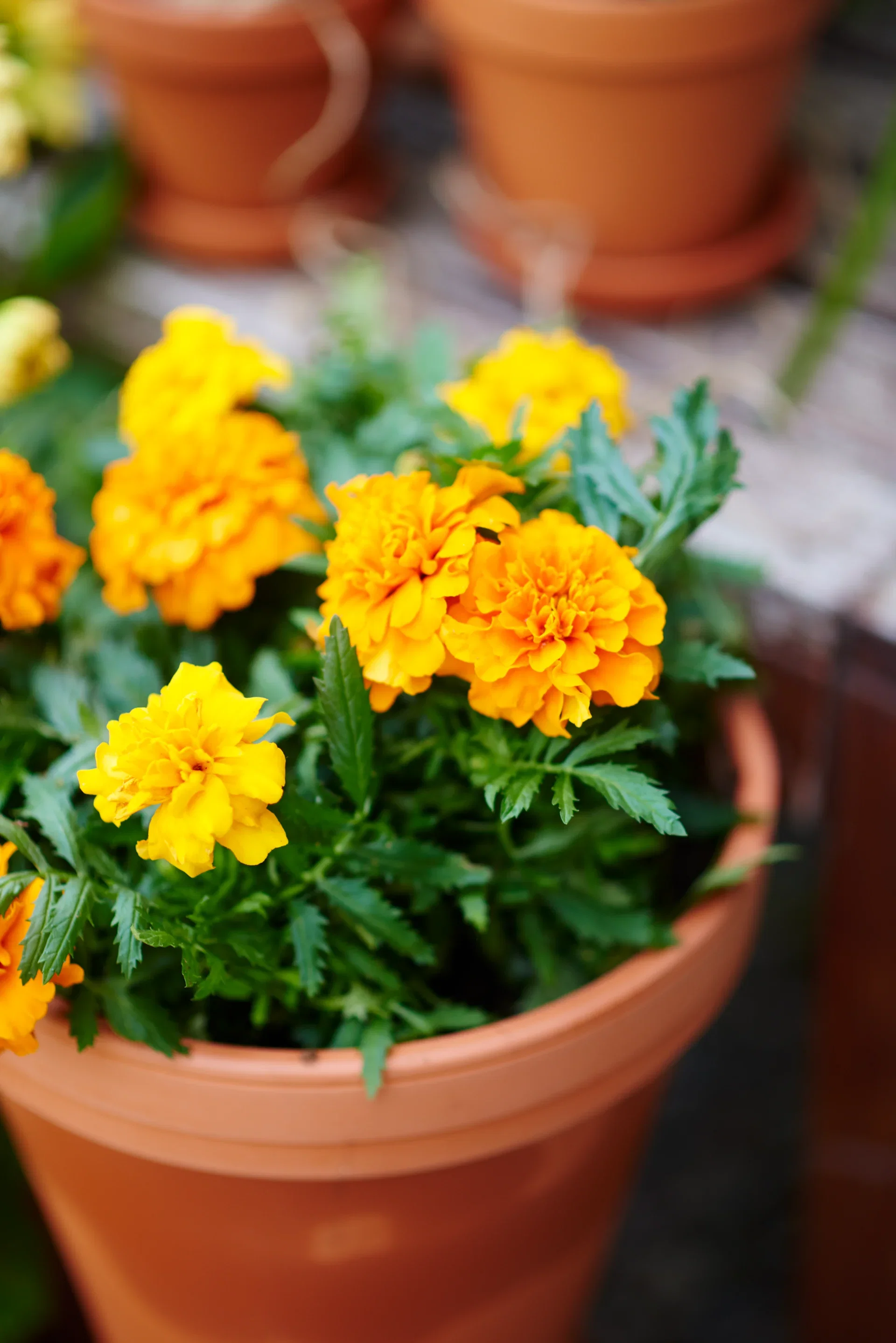 Tagetes