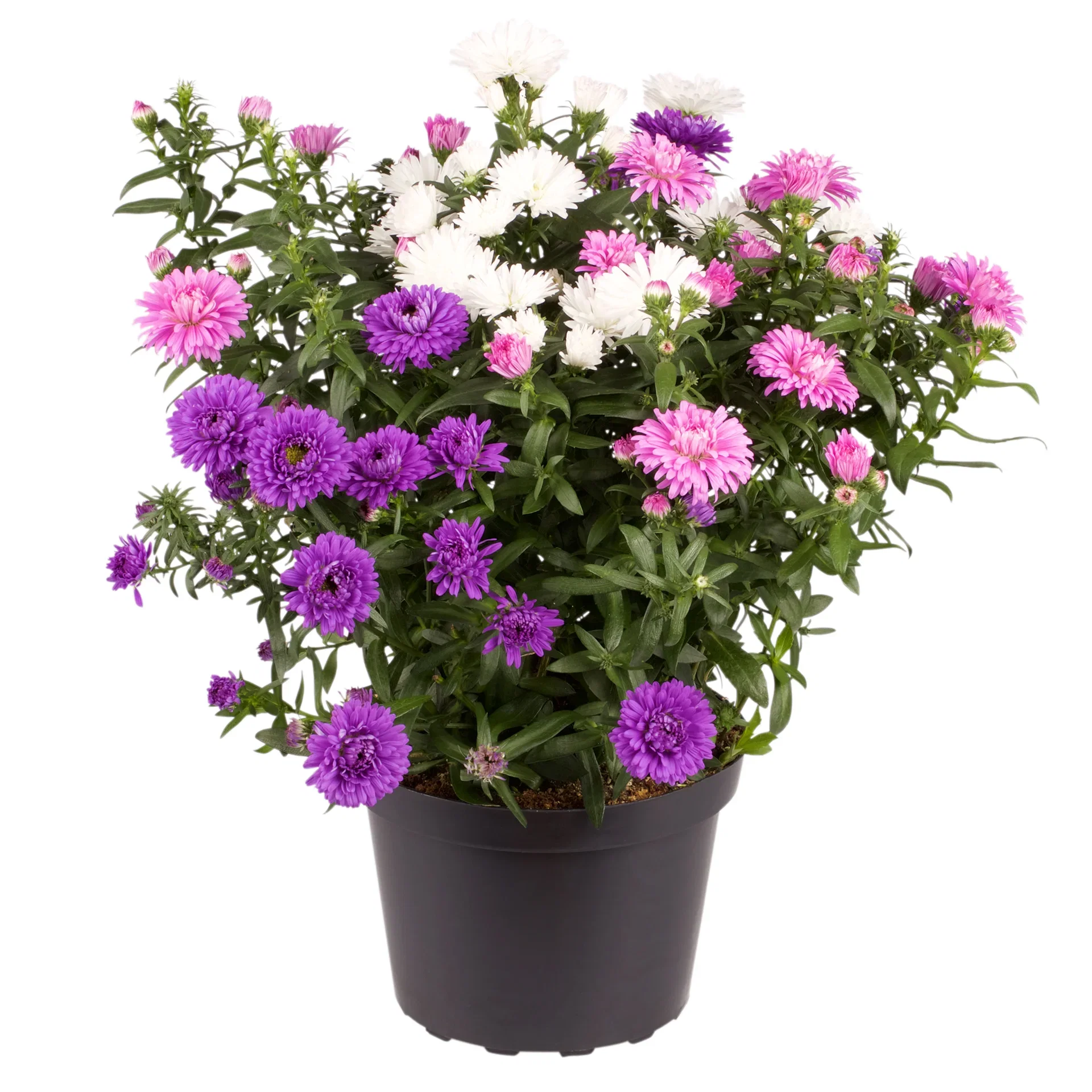 Aster N.B. Romantic G. 14 cm