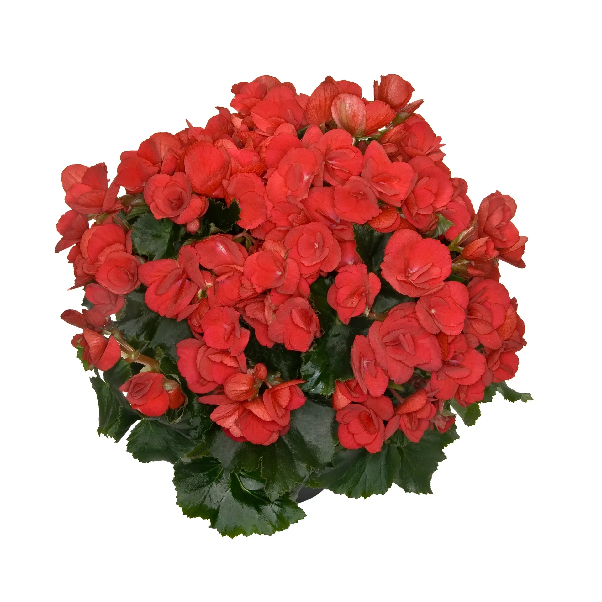 Begonia Betulia
