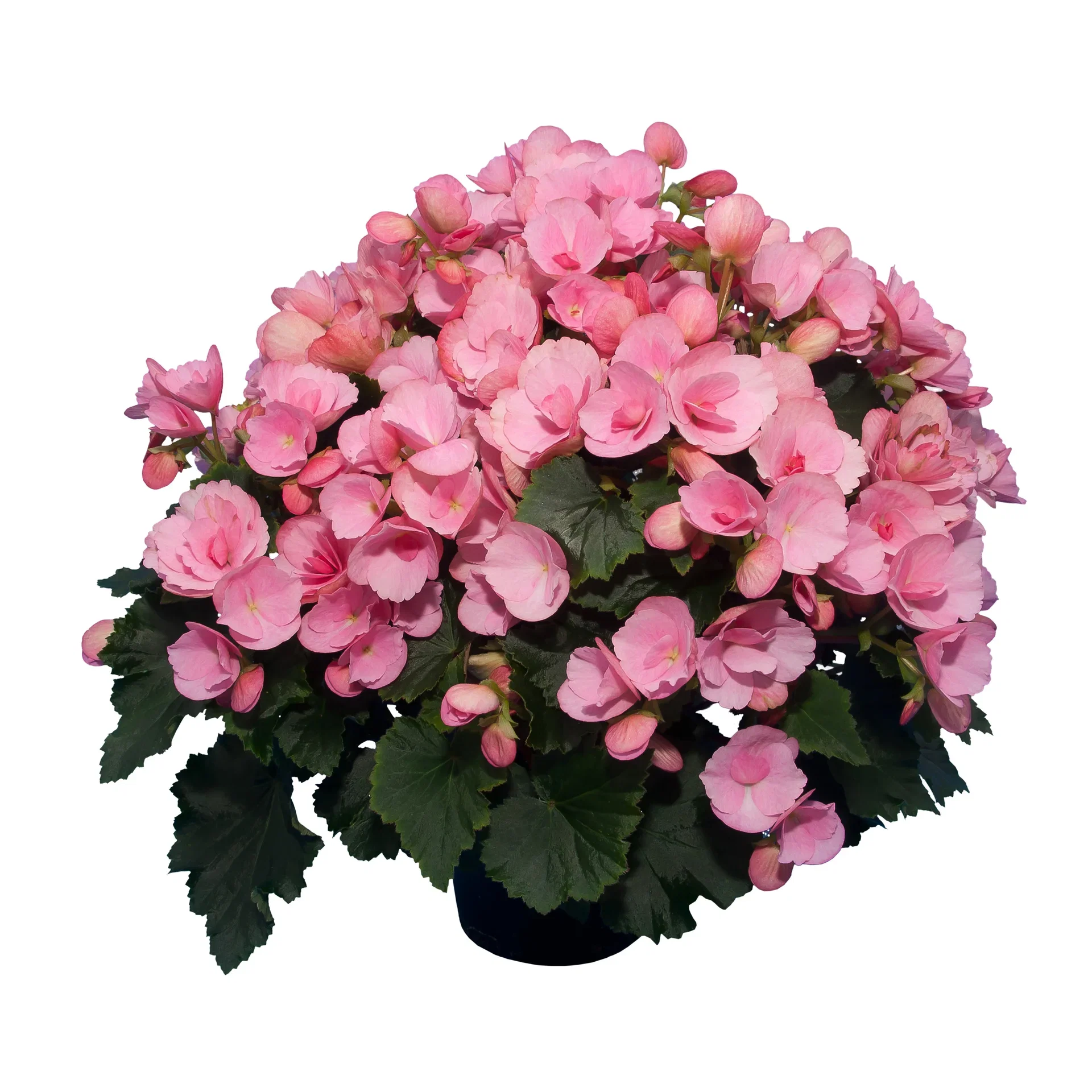 Begonia Betulia