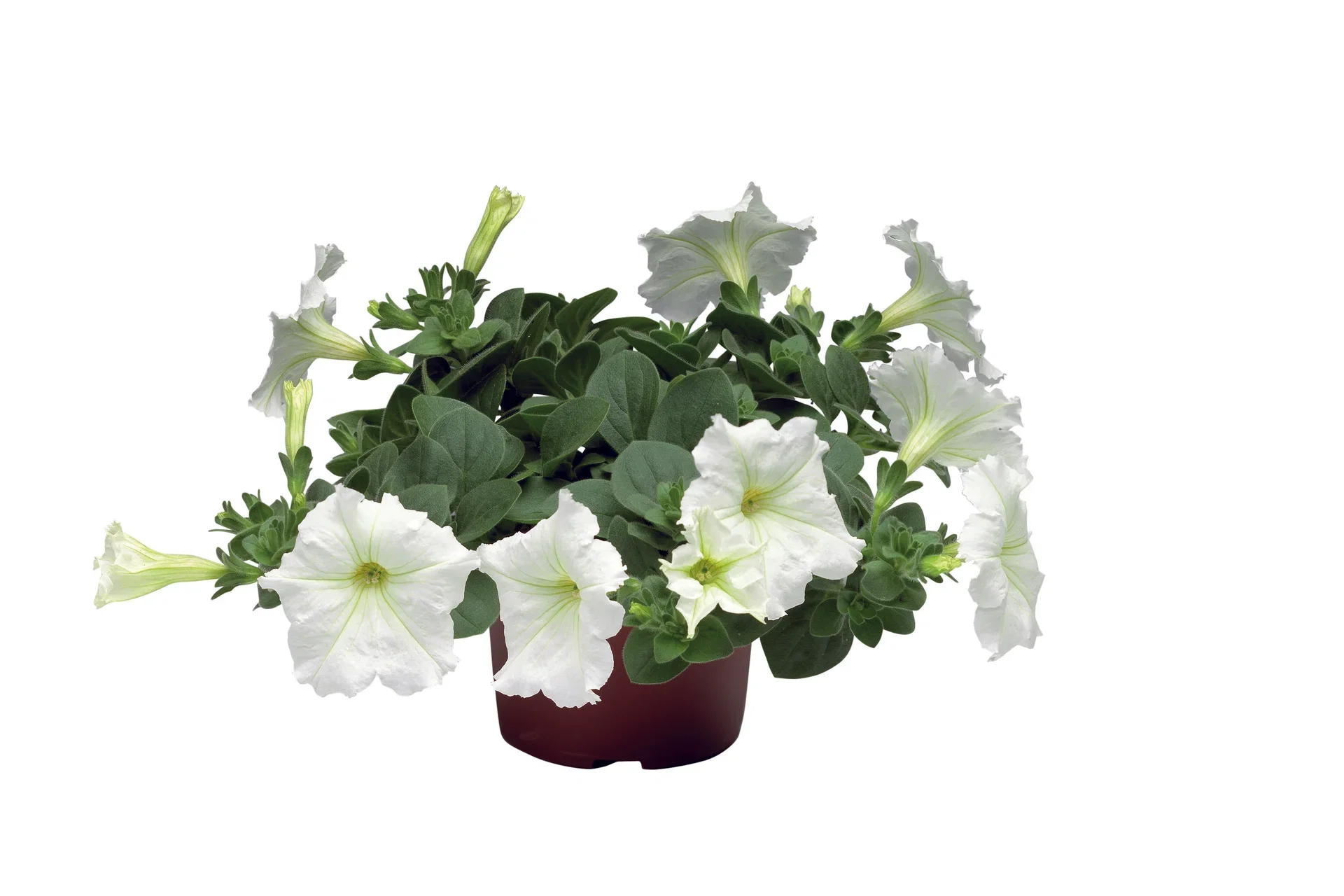 Petunia h. White 12 cm