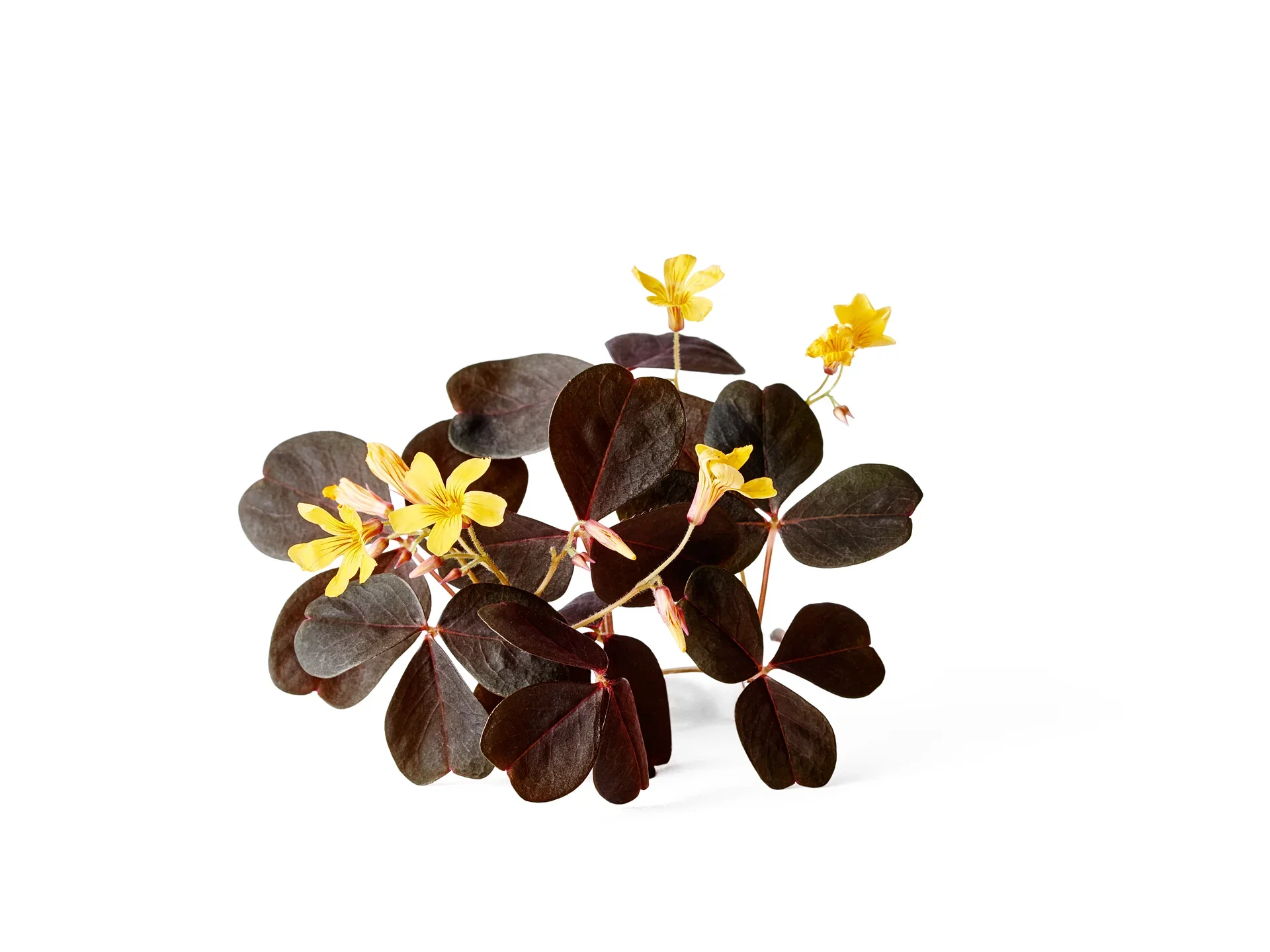 All N. Oxalis acetosella 12 cm