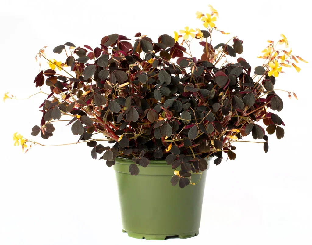 All N. Oxalis acetosella 12 cm