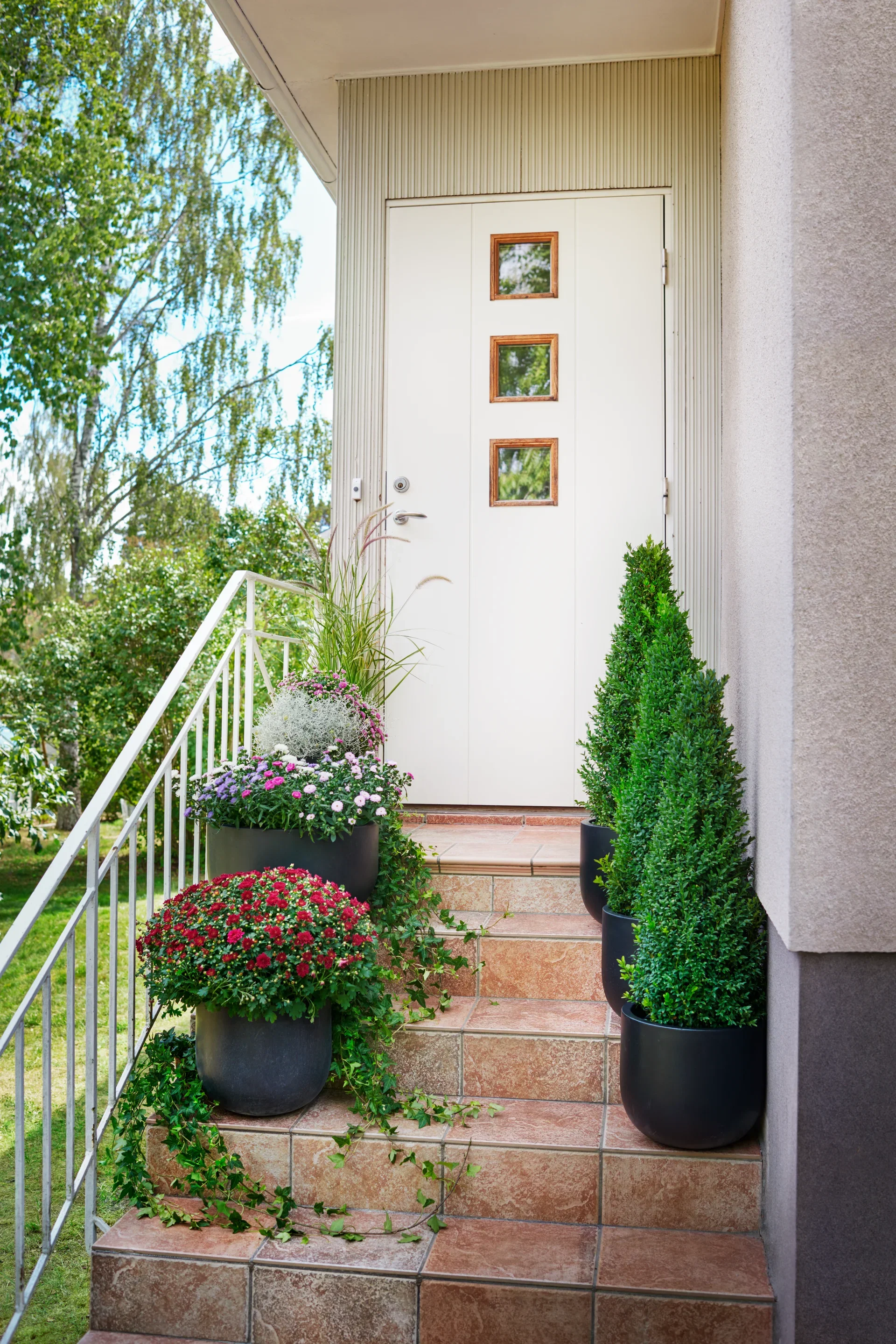 Chrysanthemum ind. Red 19 cm