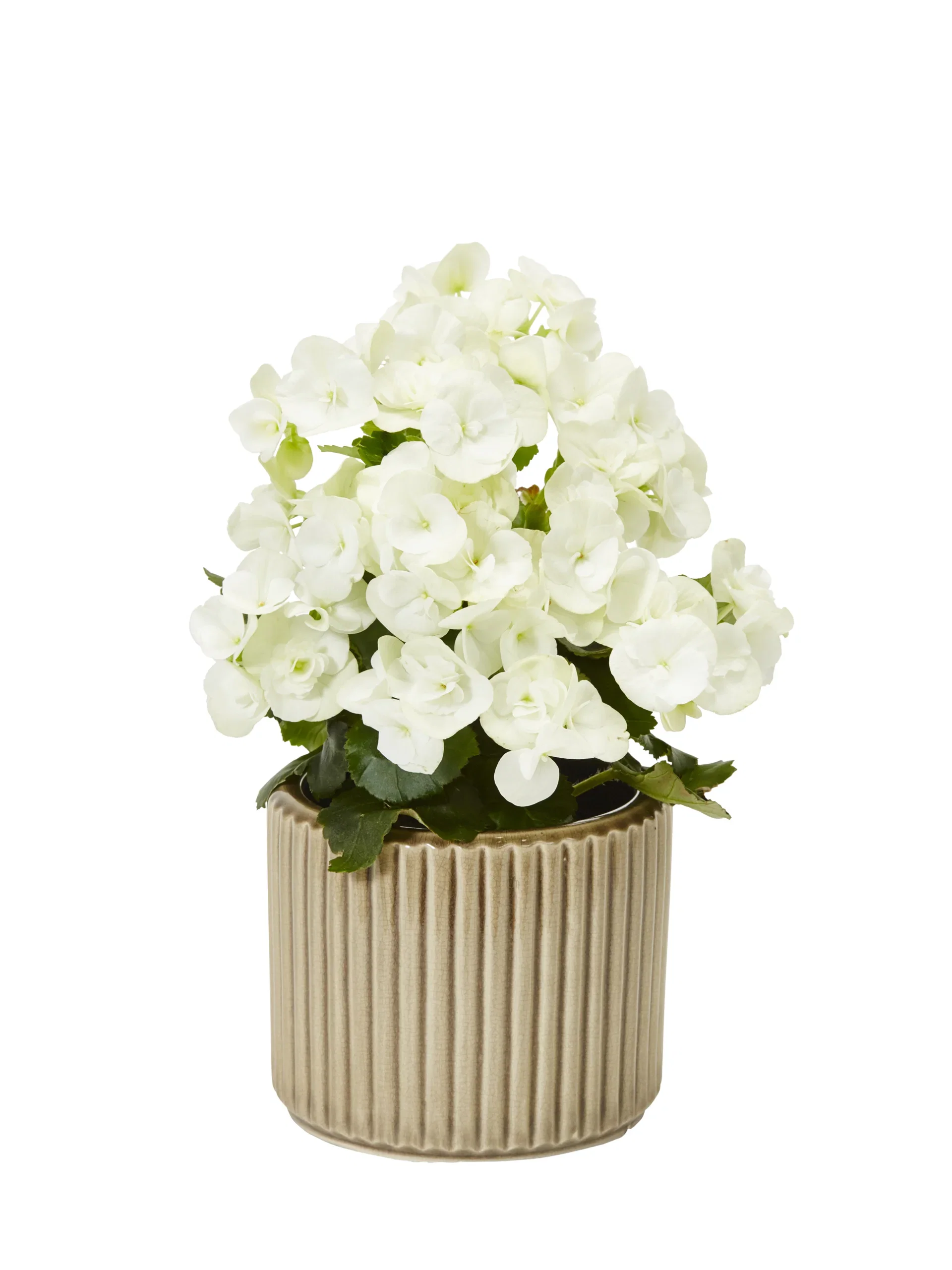 Begonia Bigflower White 12 cm