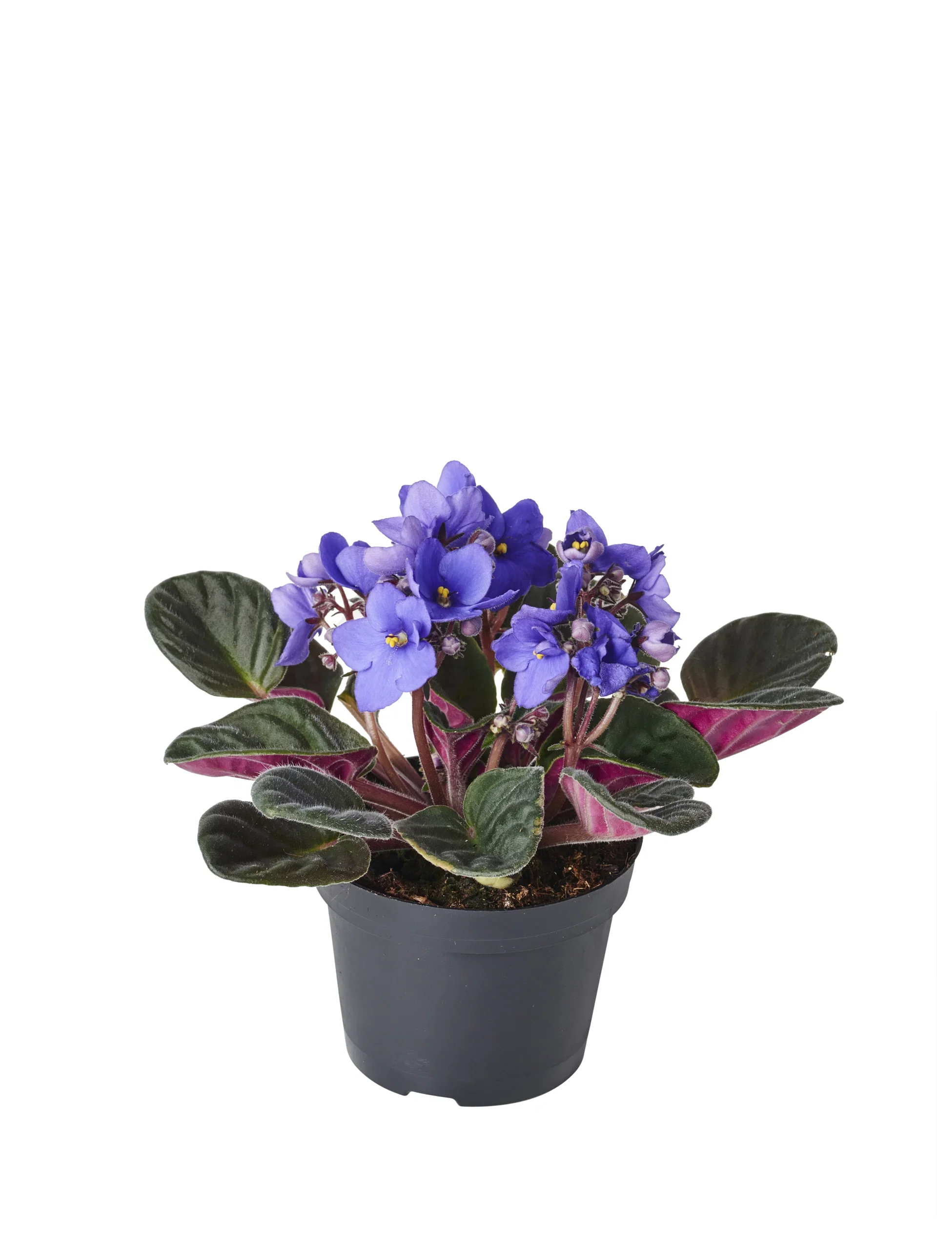 Saintpaulia ionantha Blue 12 cm