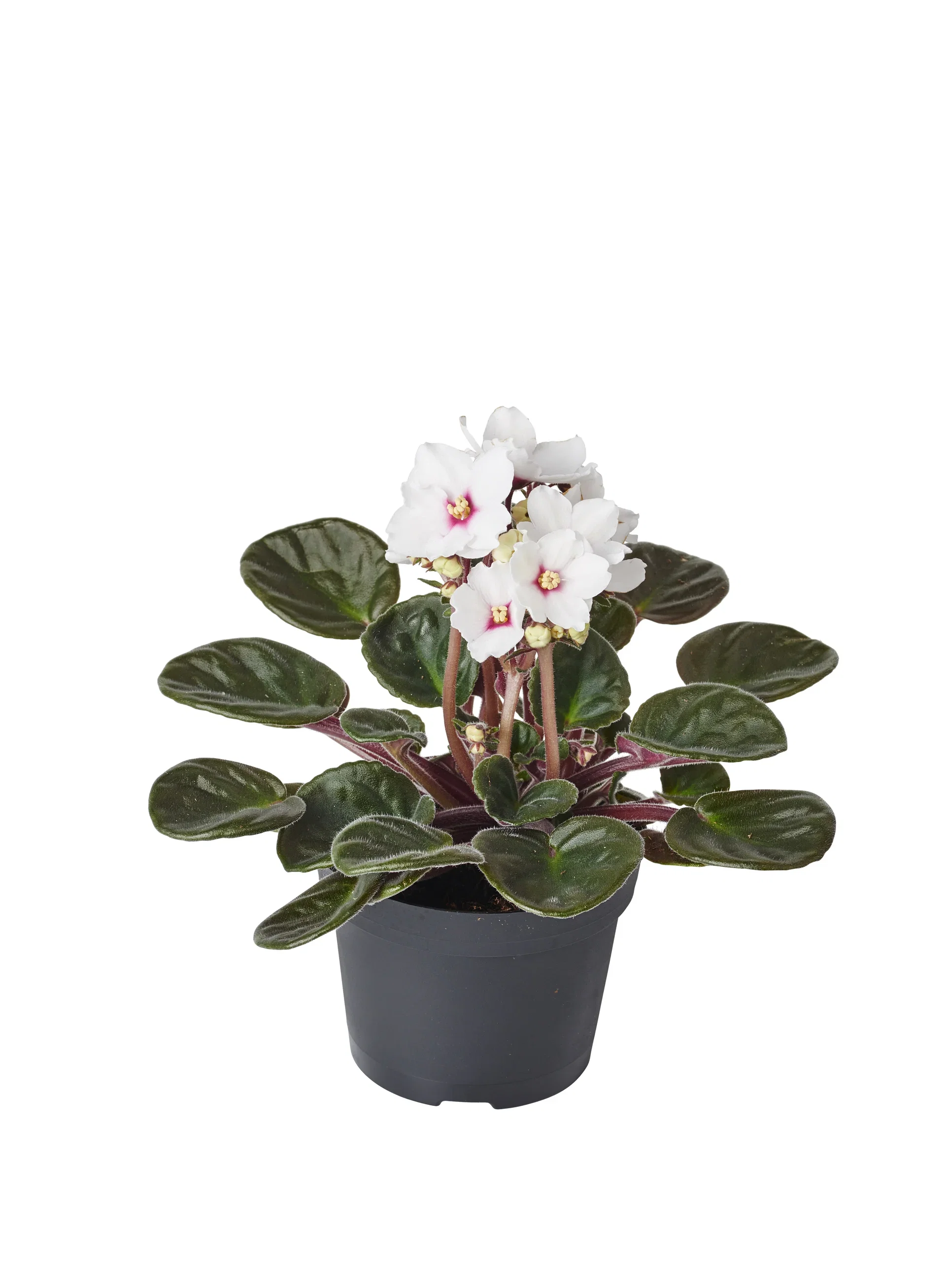 Saintpaulia ionantha White 12 cm