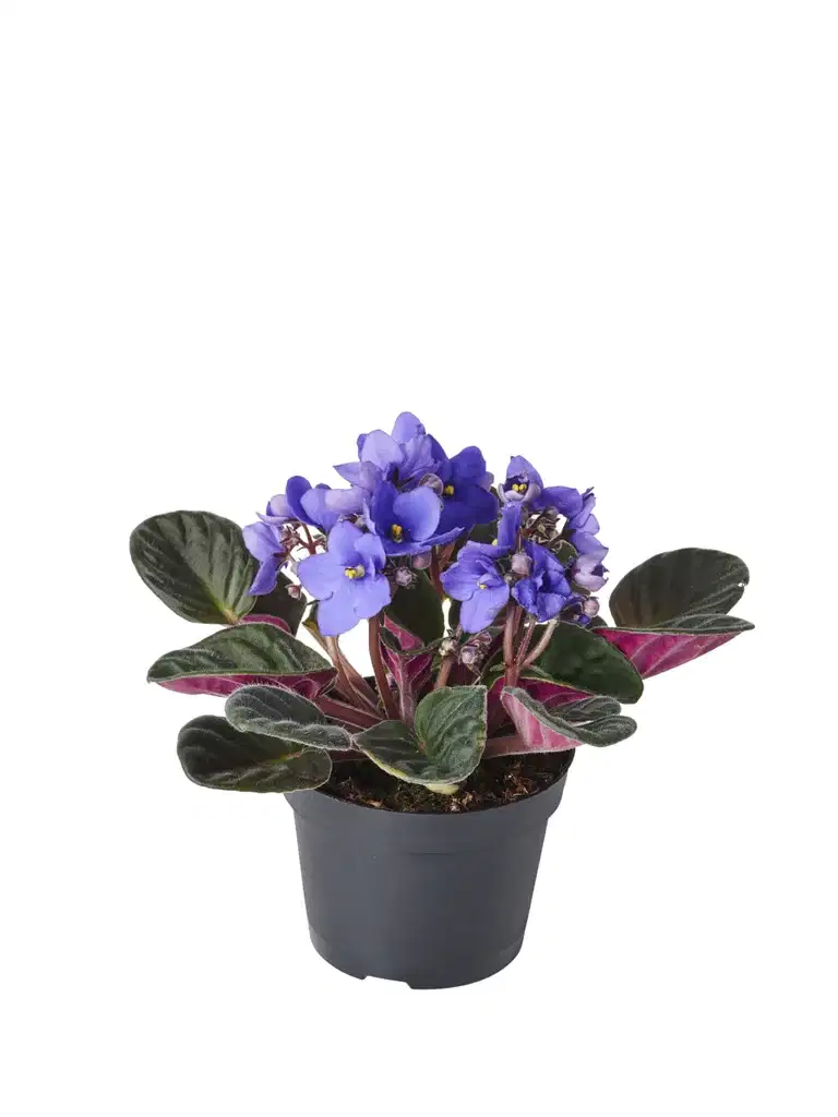 Saintpaulia ionantha Blue 12 cm